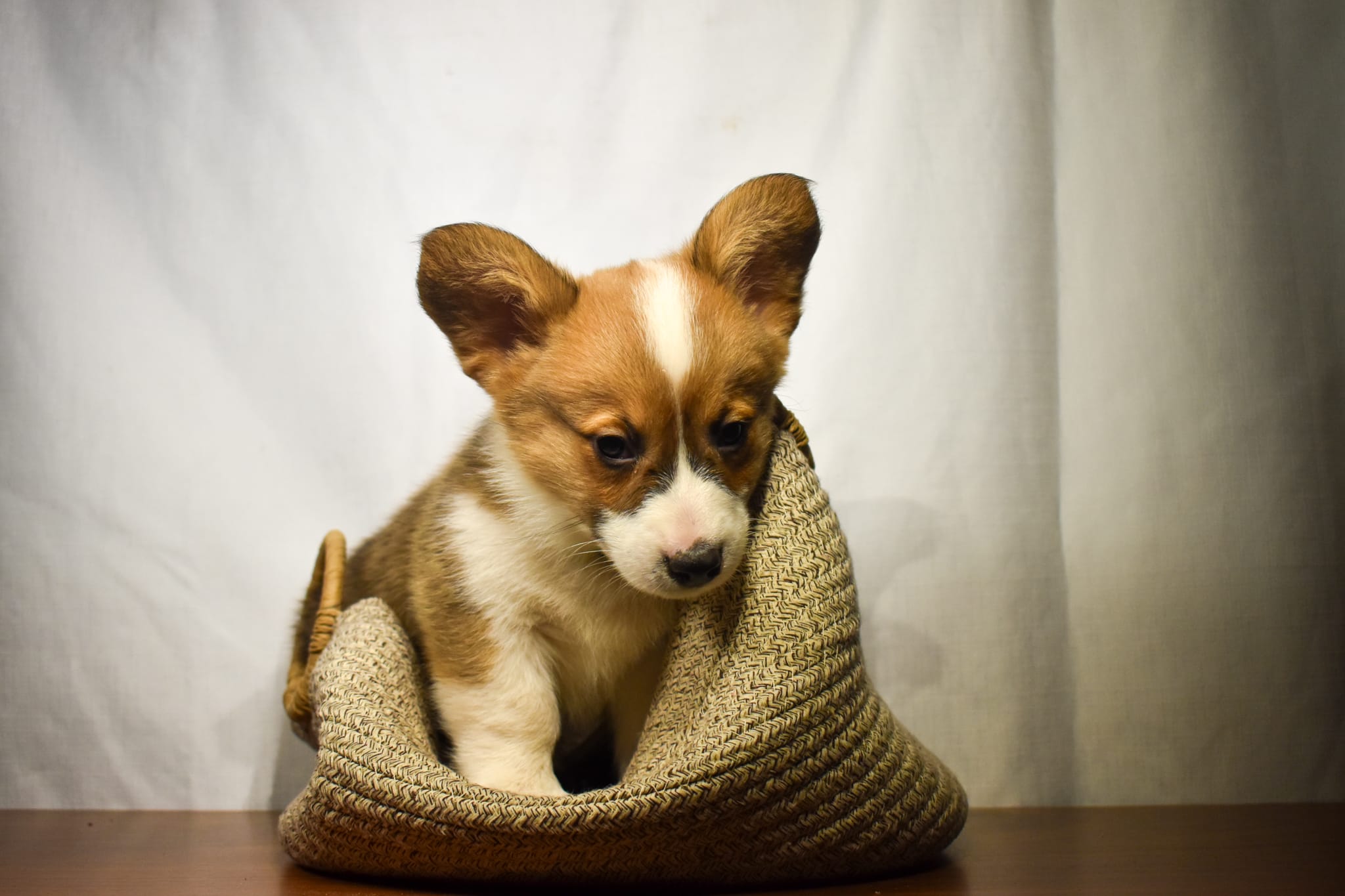 Corgi puppy
