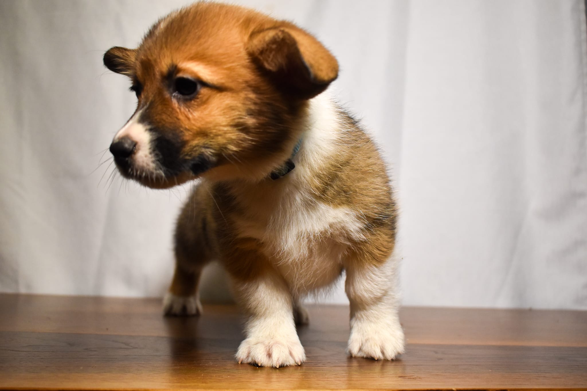 Corgi puppy