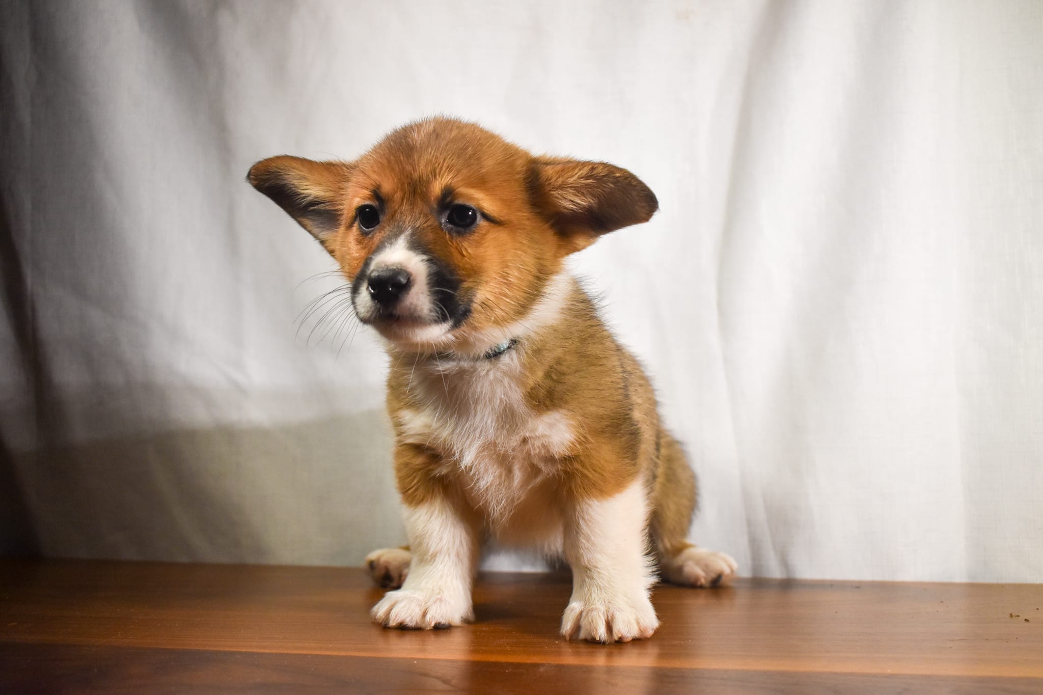 Corgi puppy