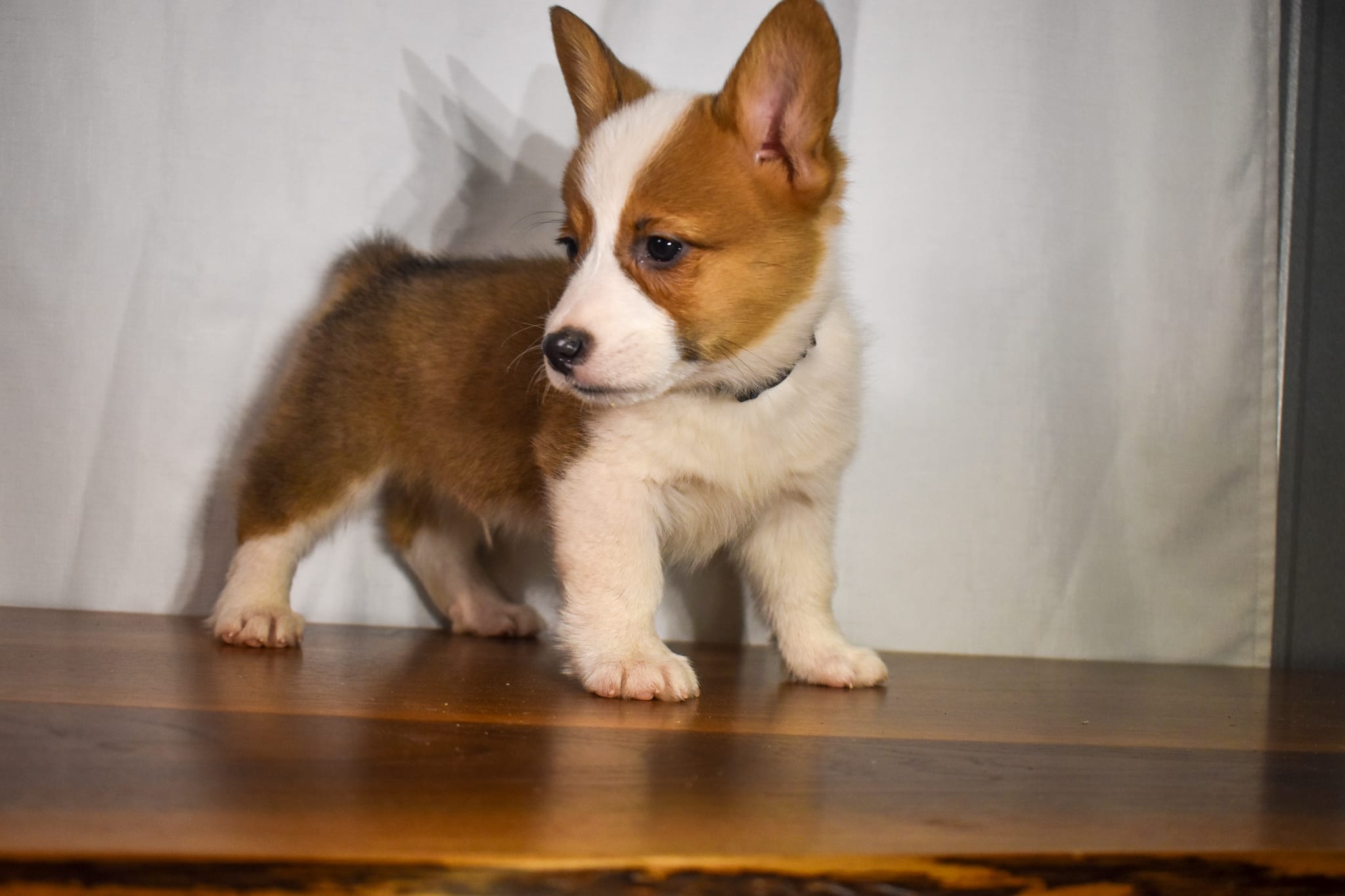 Corgi puppy