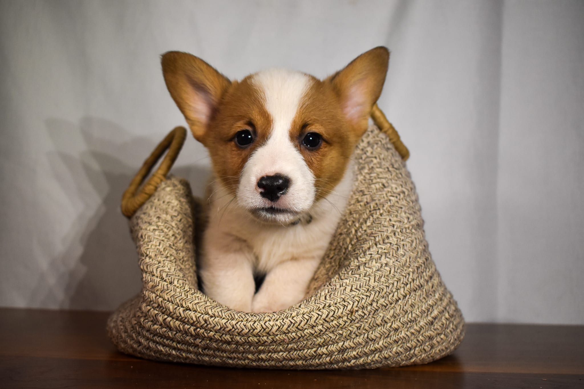 Corgi puppy
