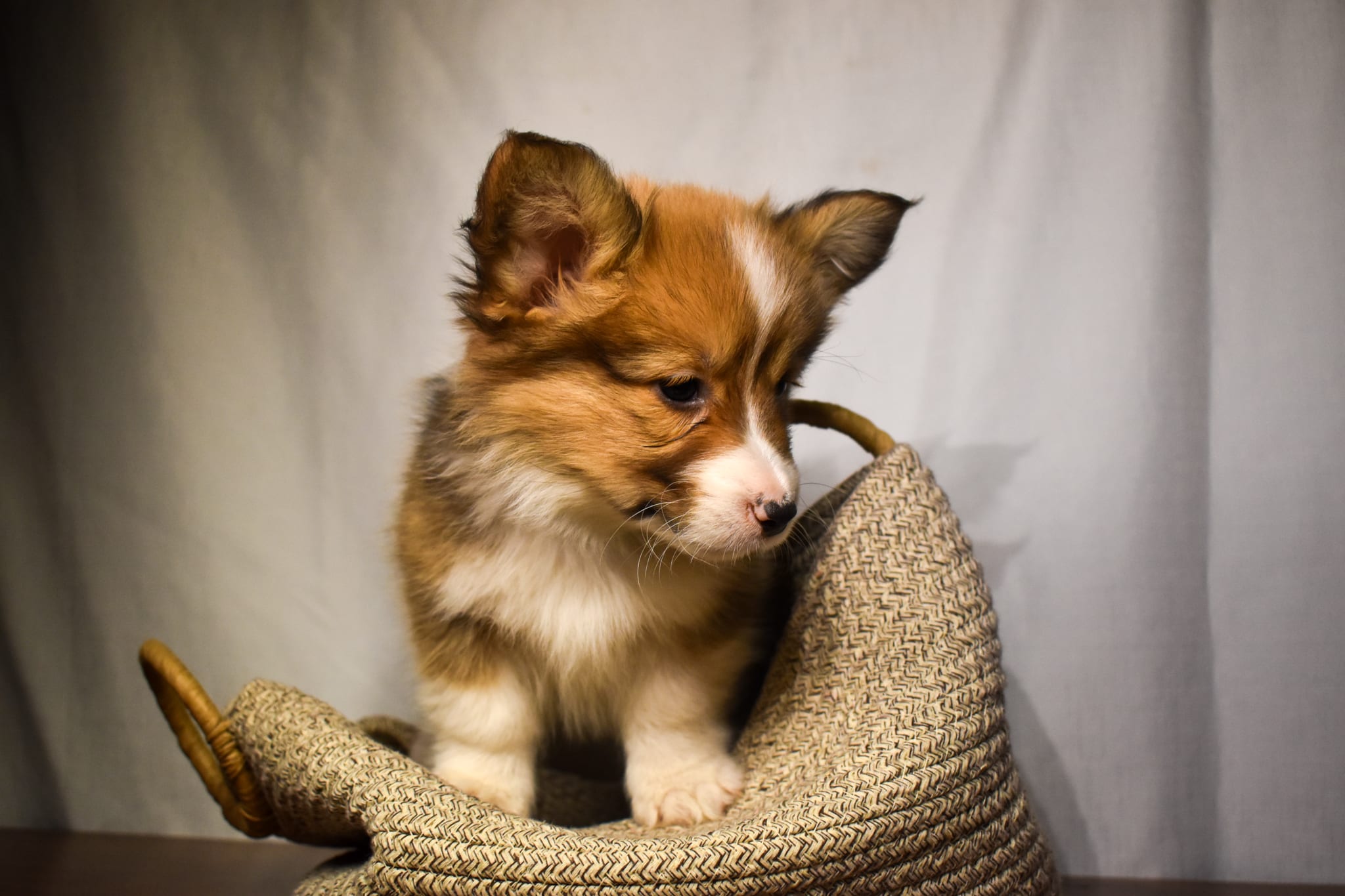 Corgi puppy