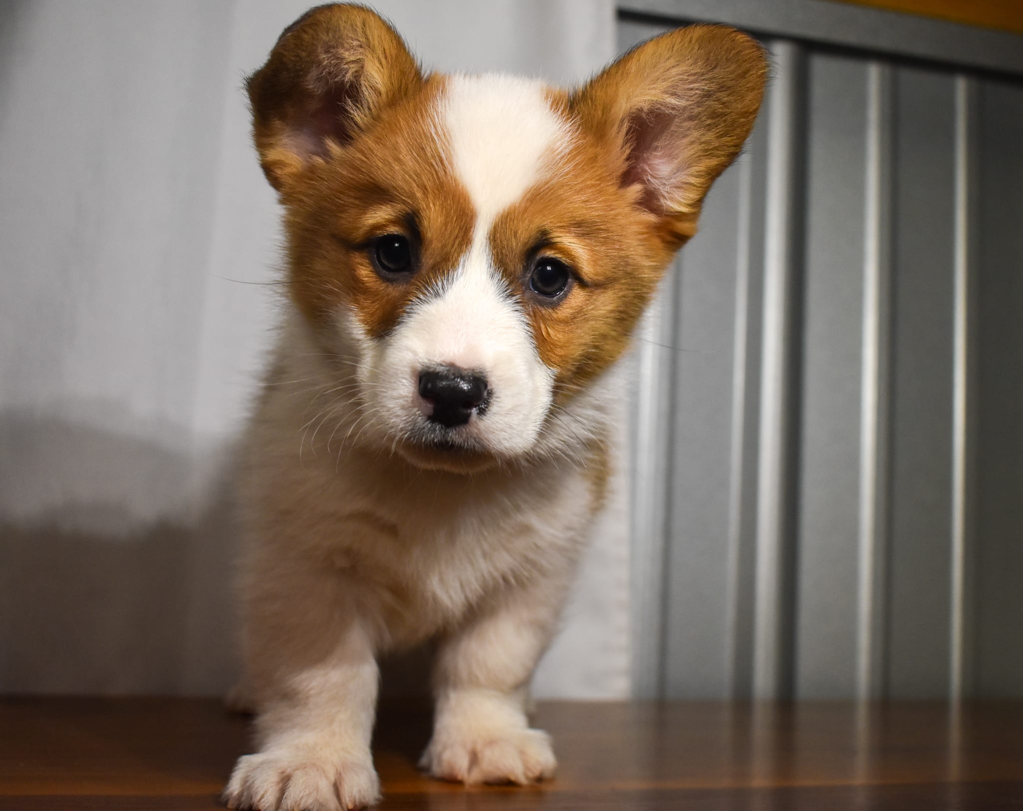 Corgi puppy