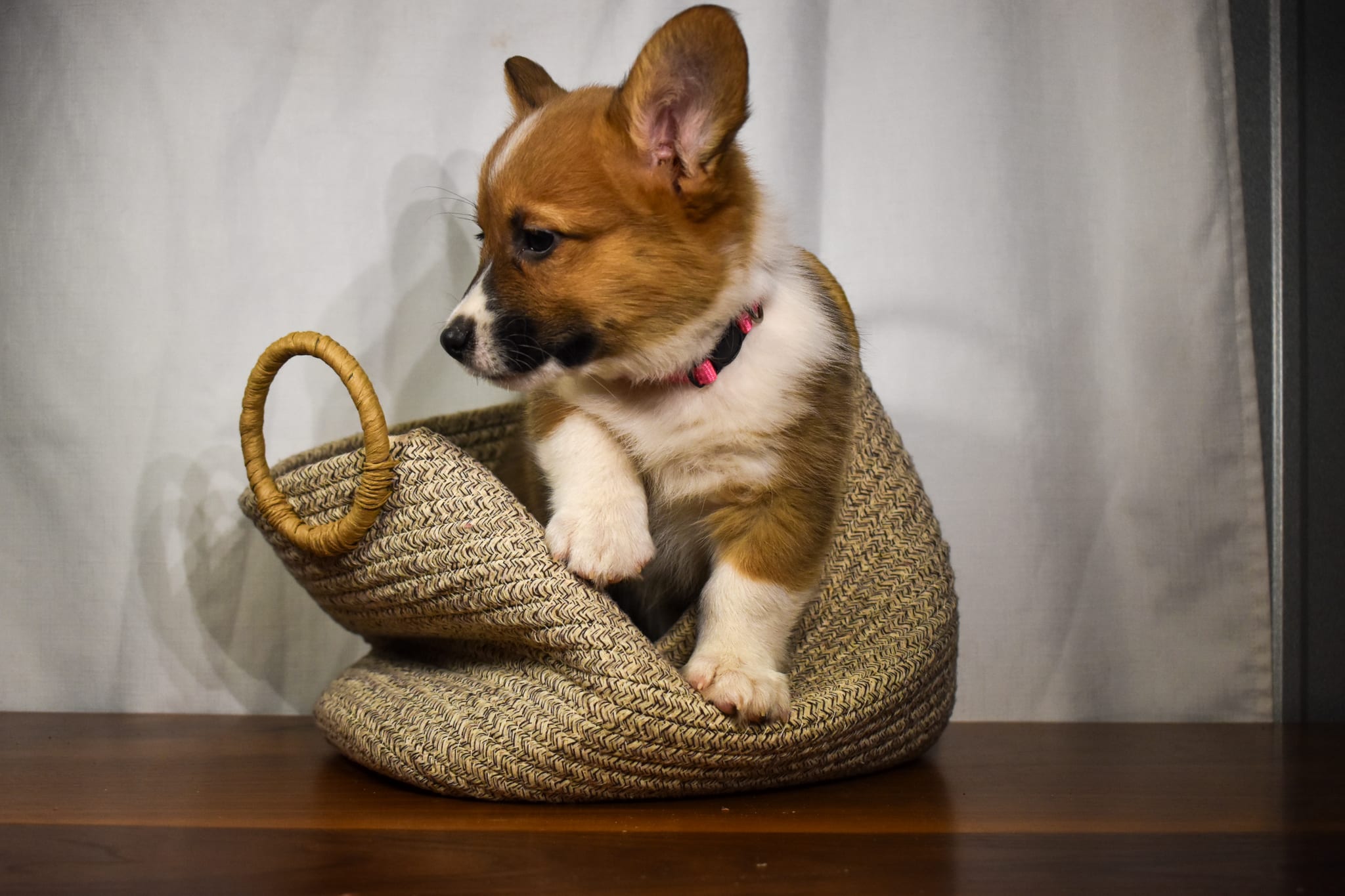 Corgi puppy