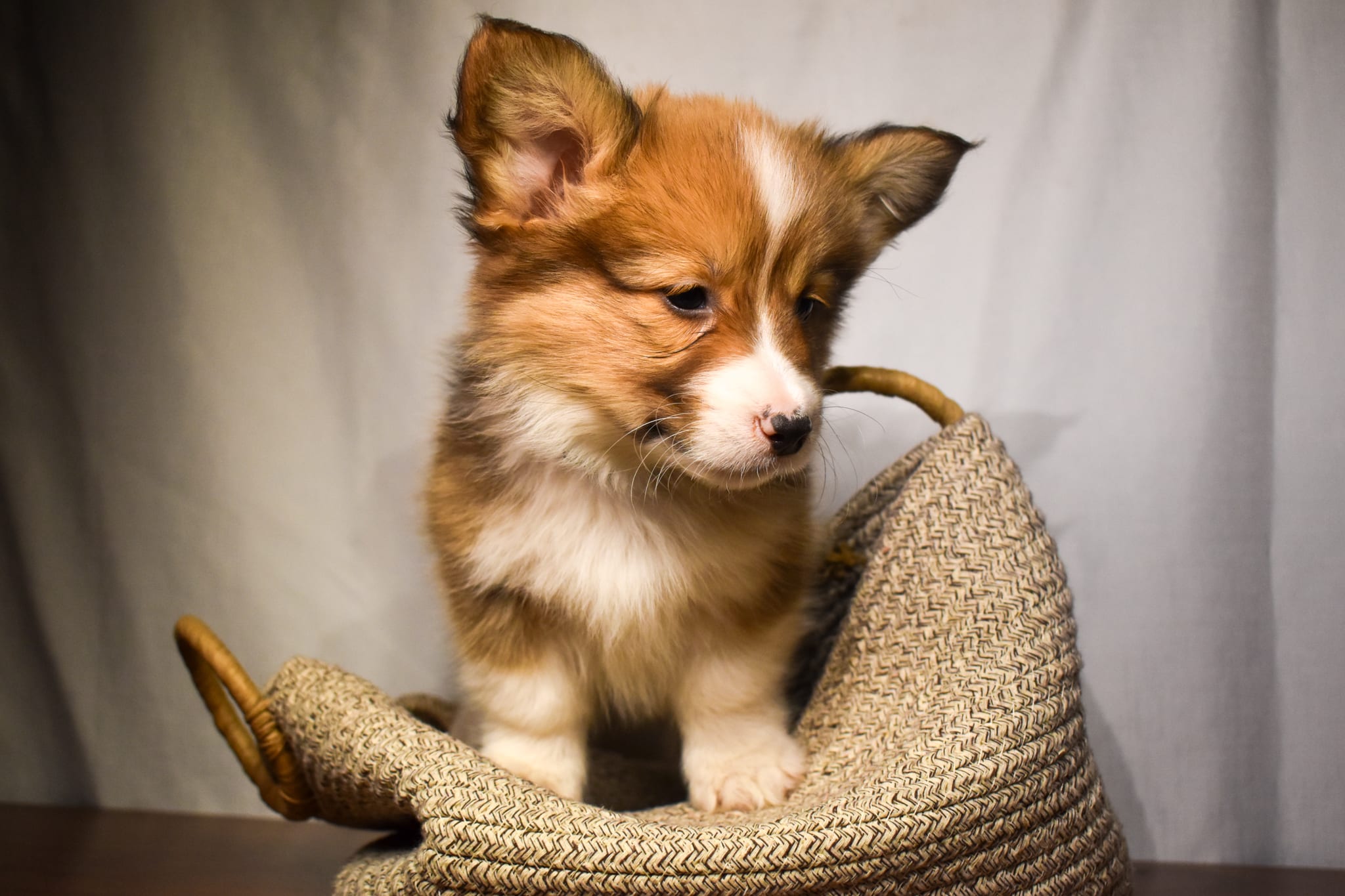 Corgi puppy