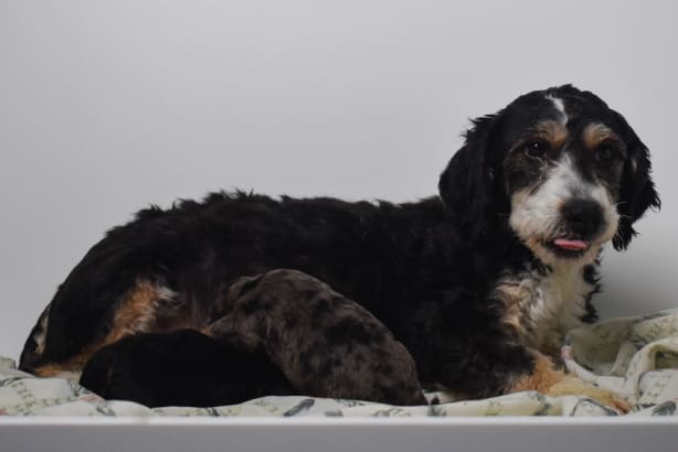 Mini Bernedoodle female