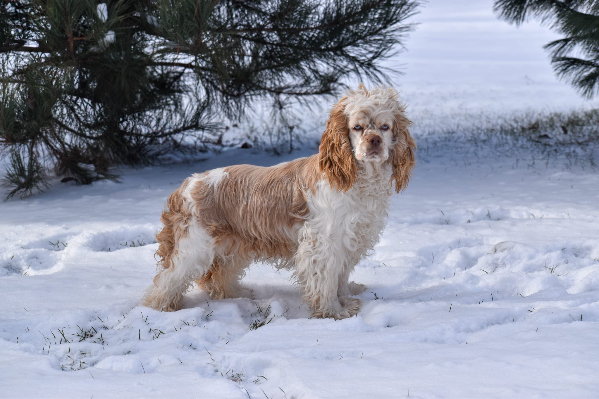 Cocker Spaniel puppy