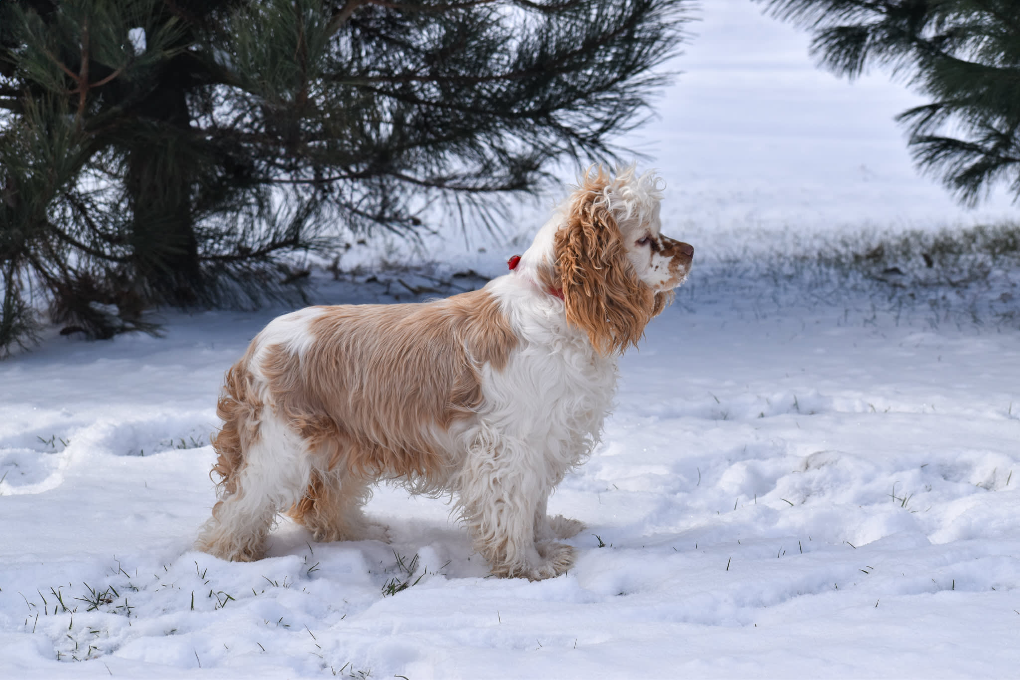 Cocker Spaniel puppy
