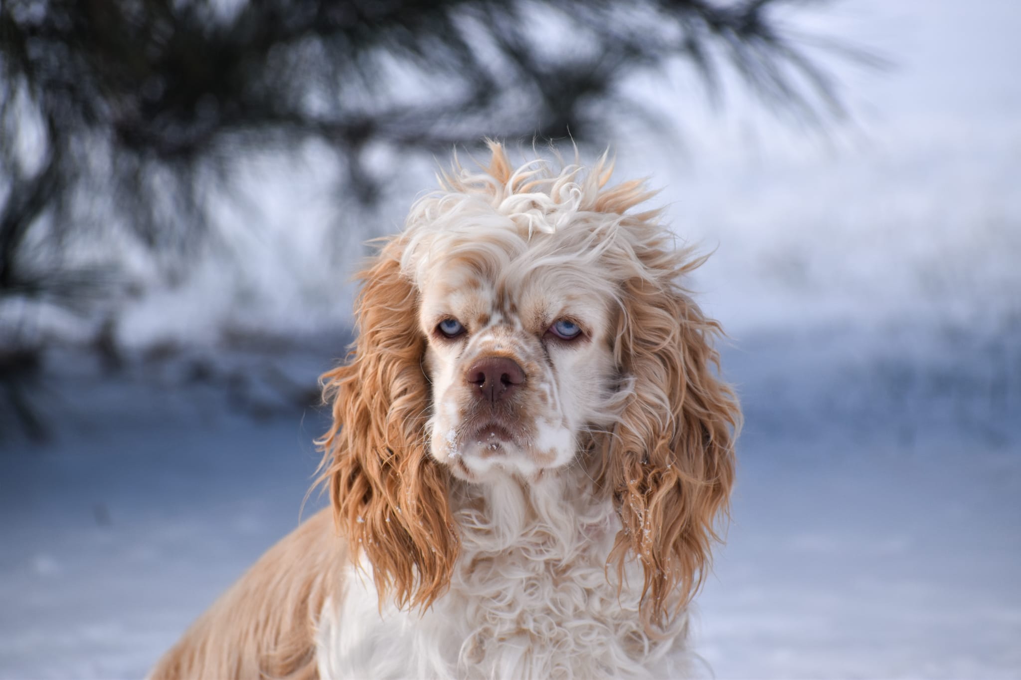 Cocker Spaniel puppy