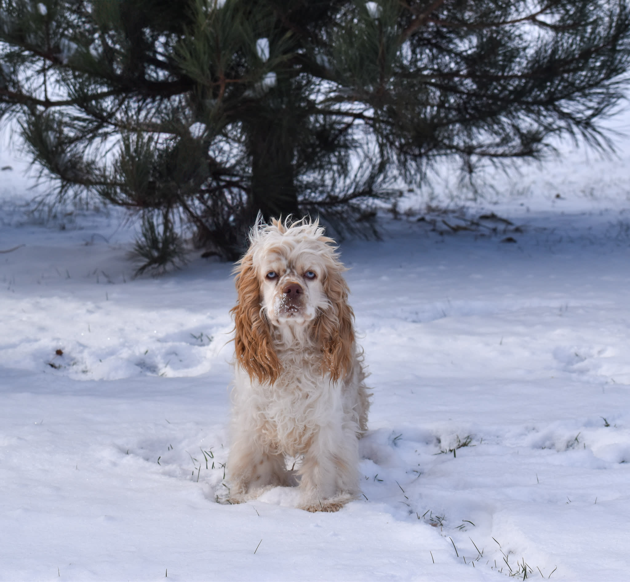 Cocker Spaniel puppy