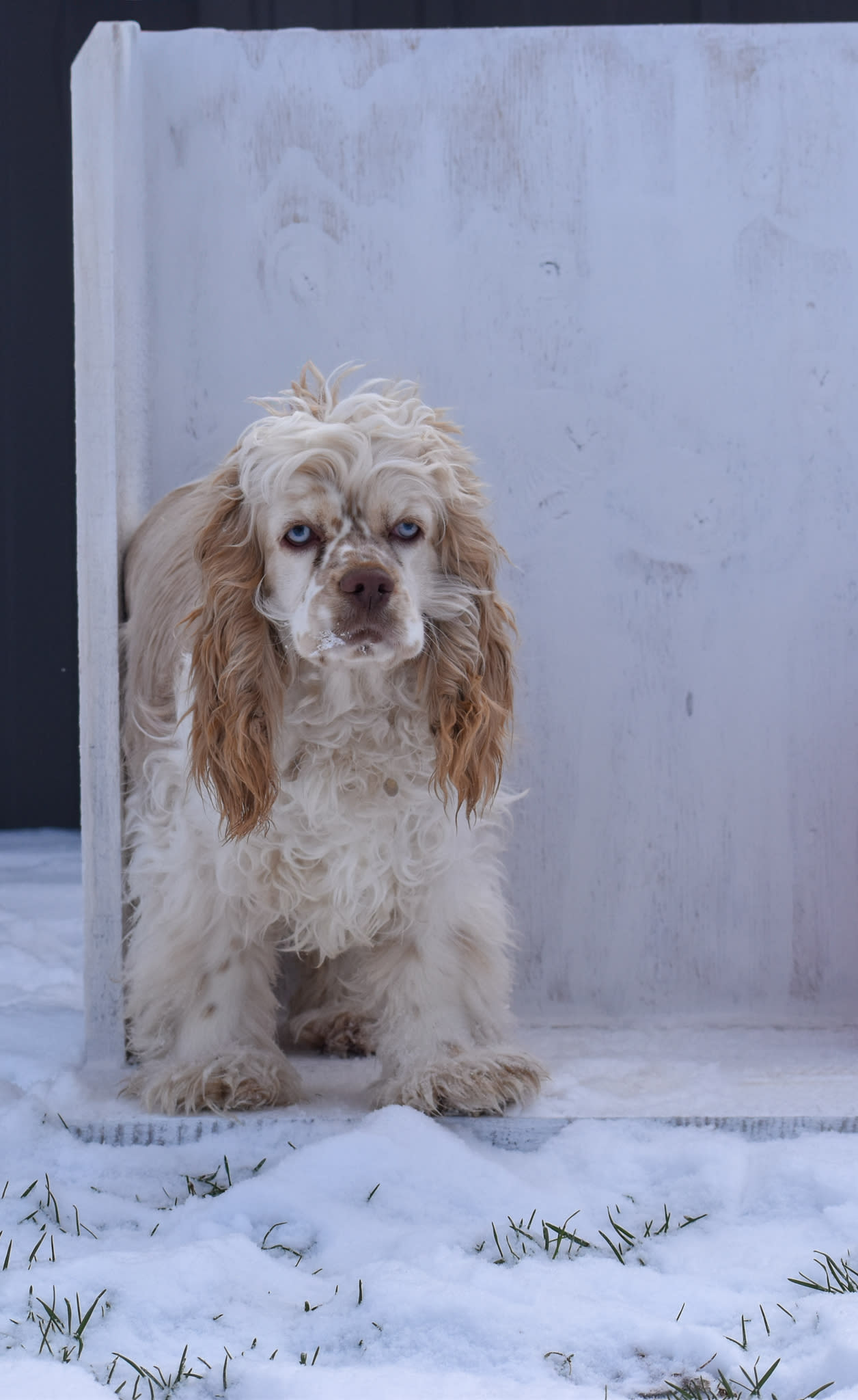 Cocker Spaniel puppy