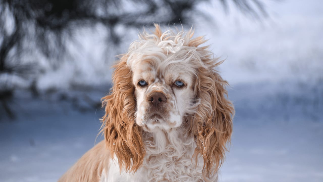 A group of Cocker Spaniel puppies