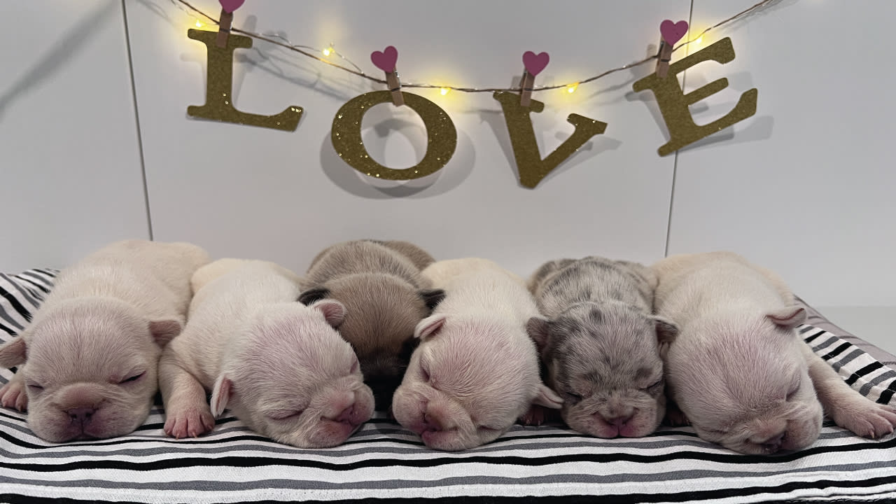 A group of Frenchie puppies