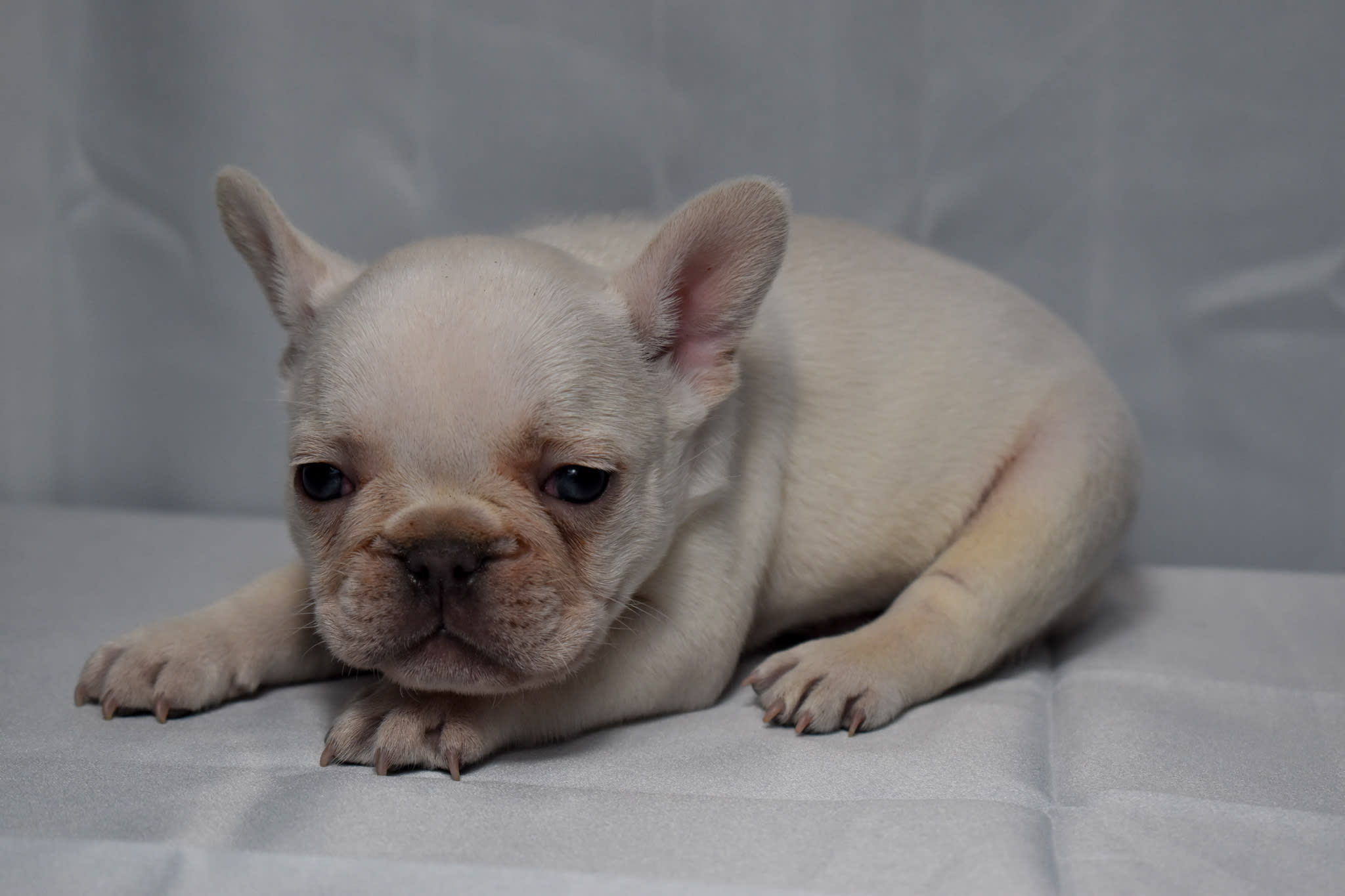 Frenchie puppy