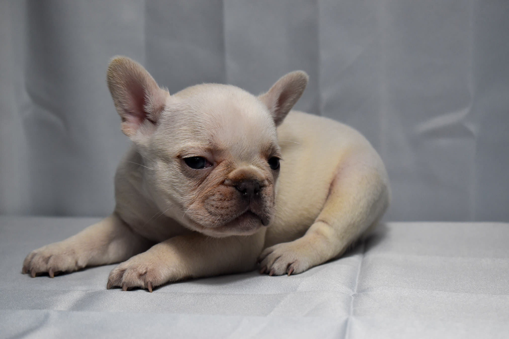 Frenchie puppy