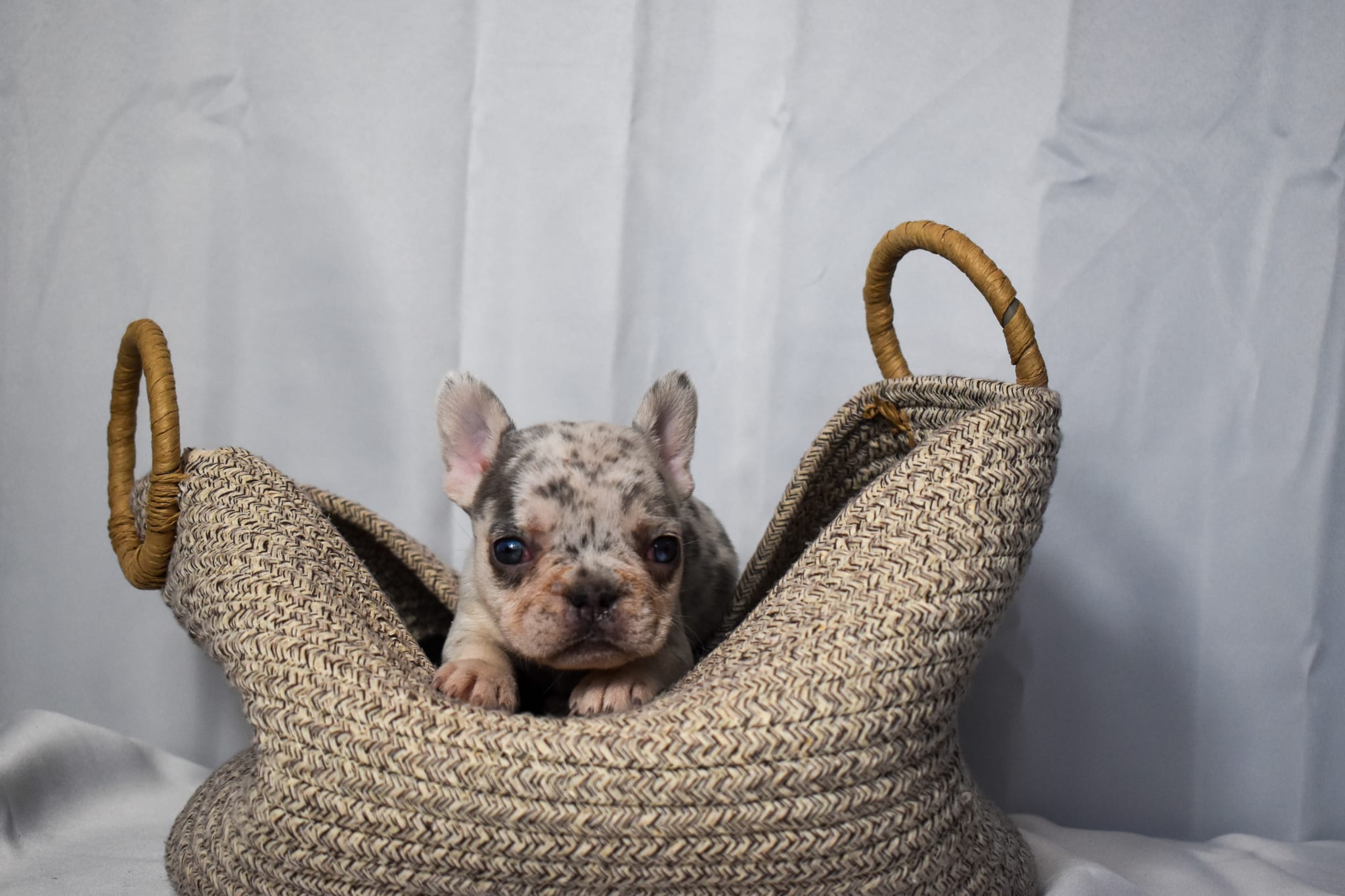 Frenchie puppy
