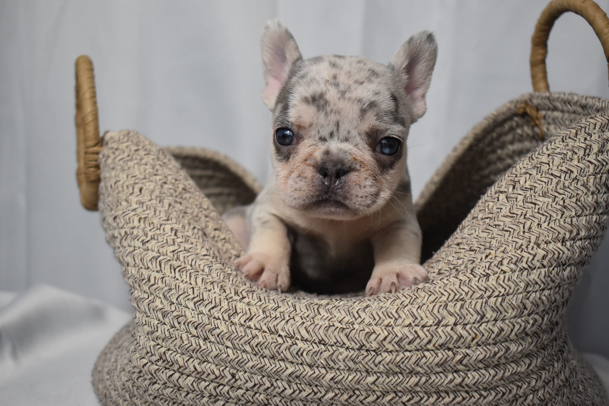 Frenchie puppy