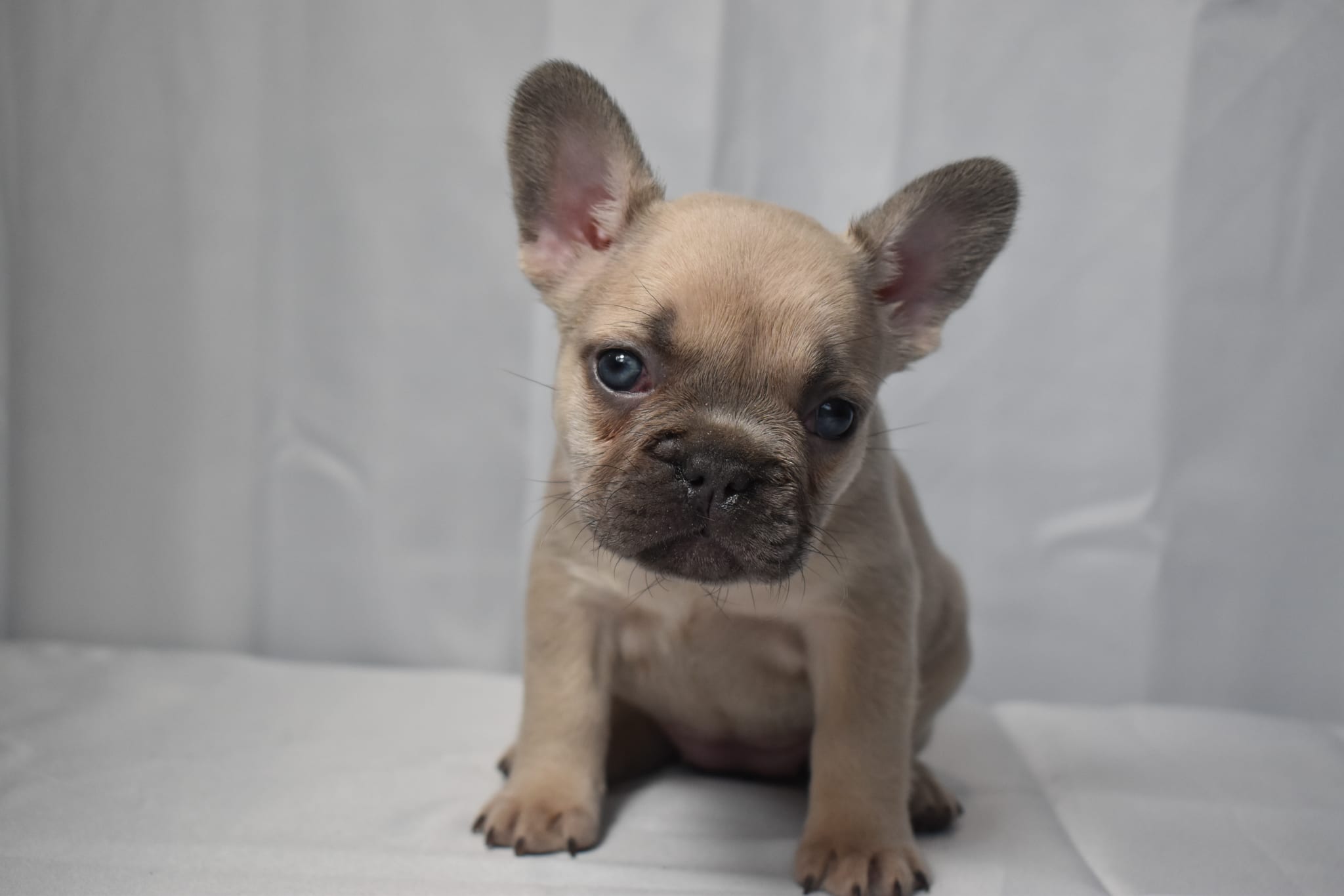 Frenchie puppy