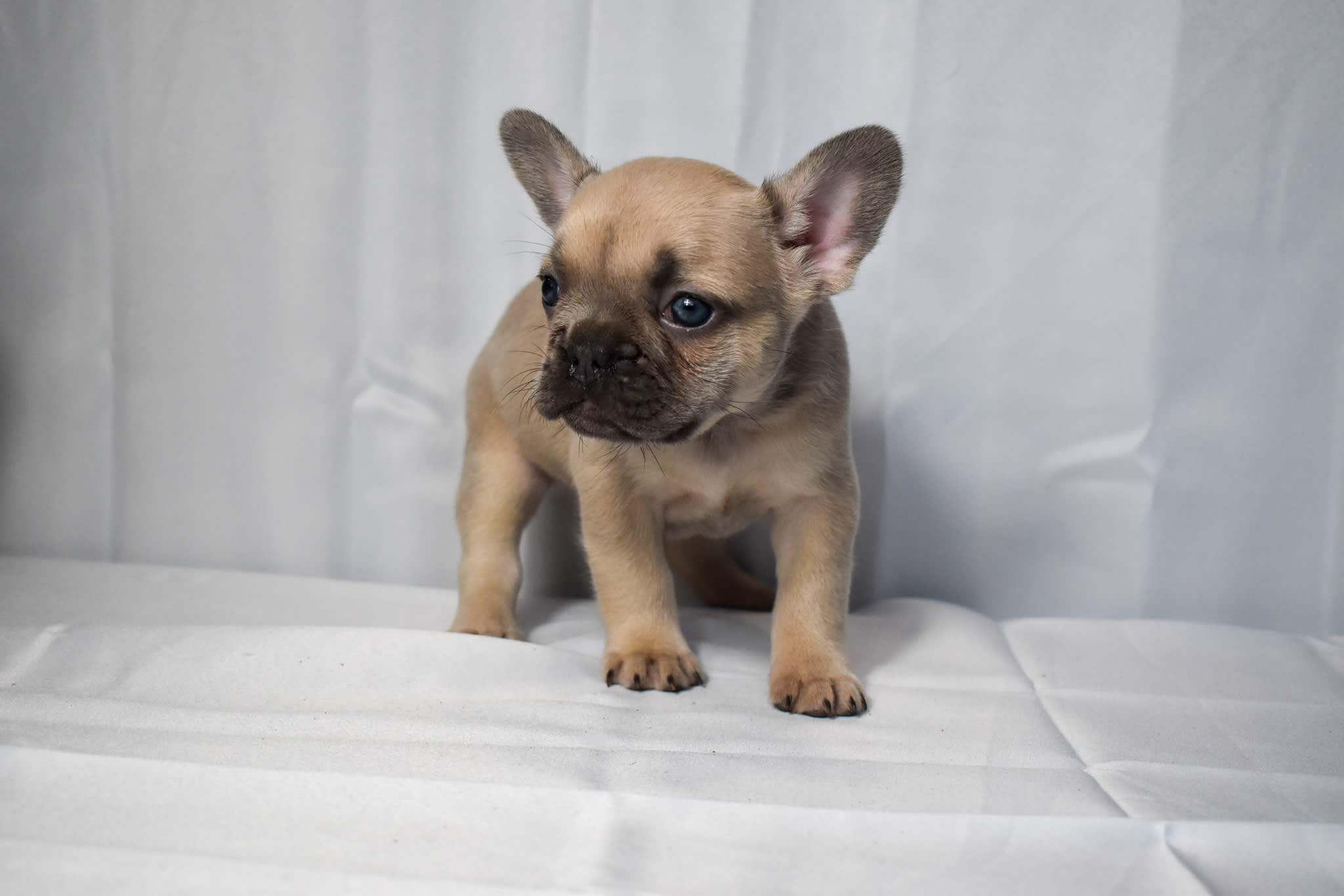Frenchie puppy