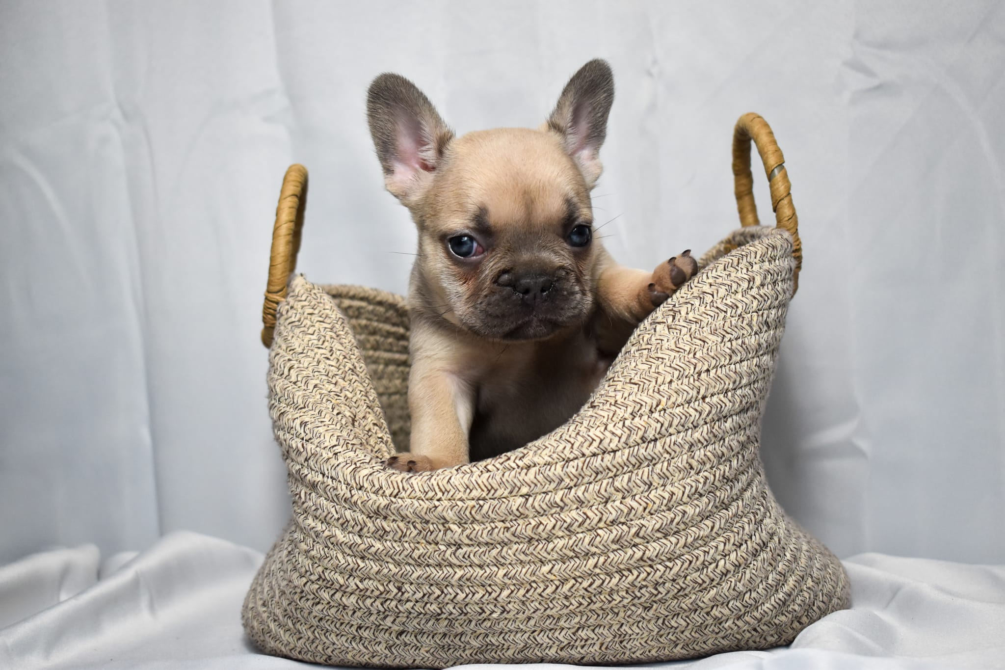 Frenchie puppy
