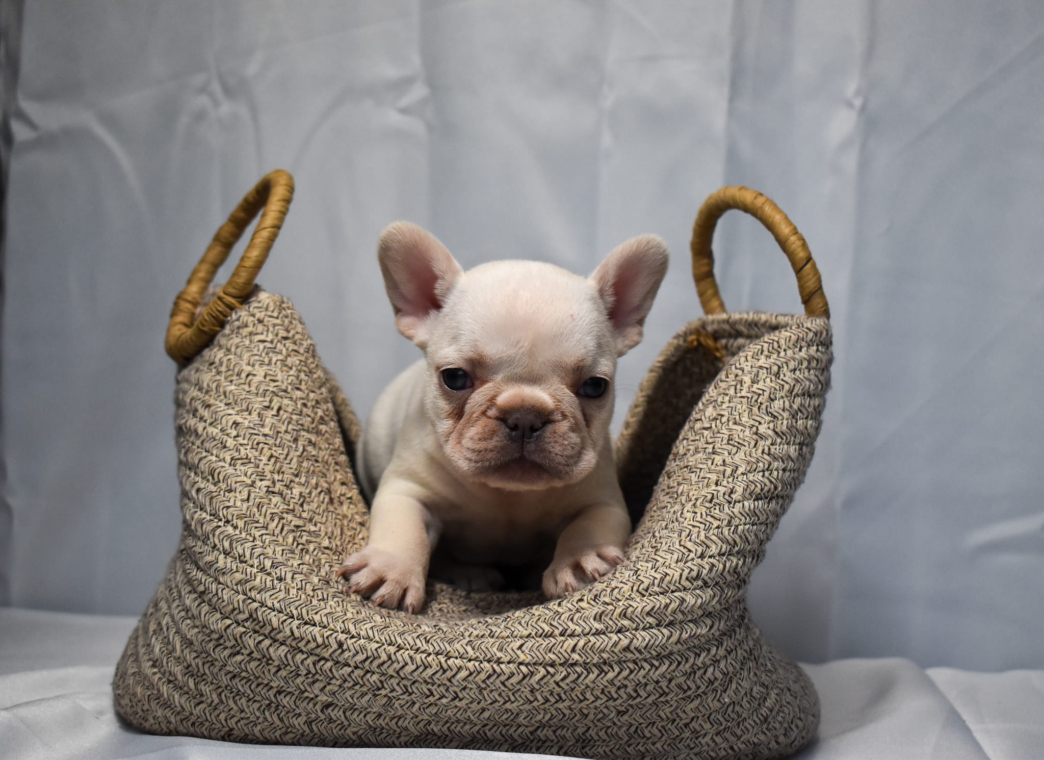 Frenchie puppy