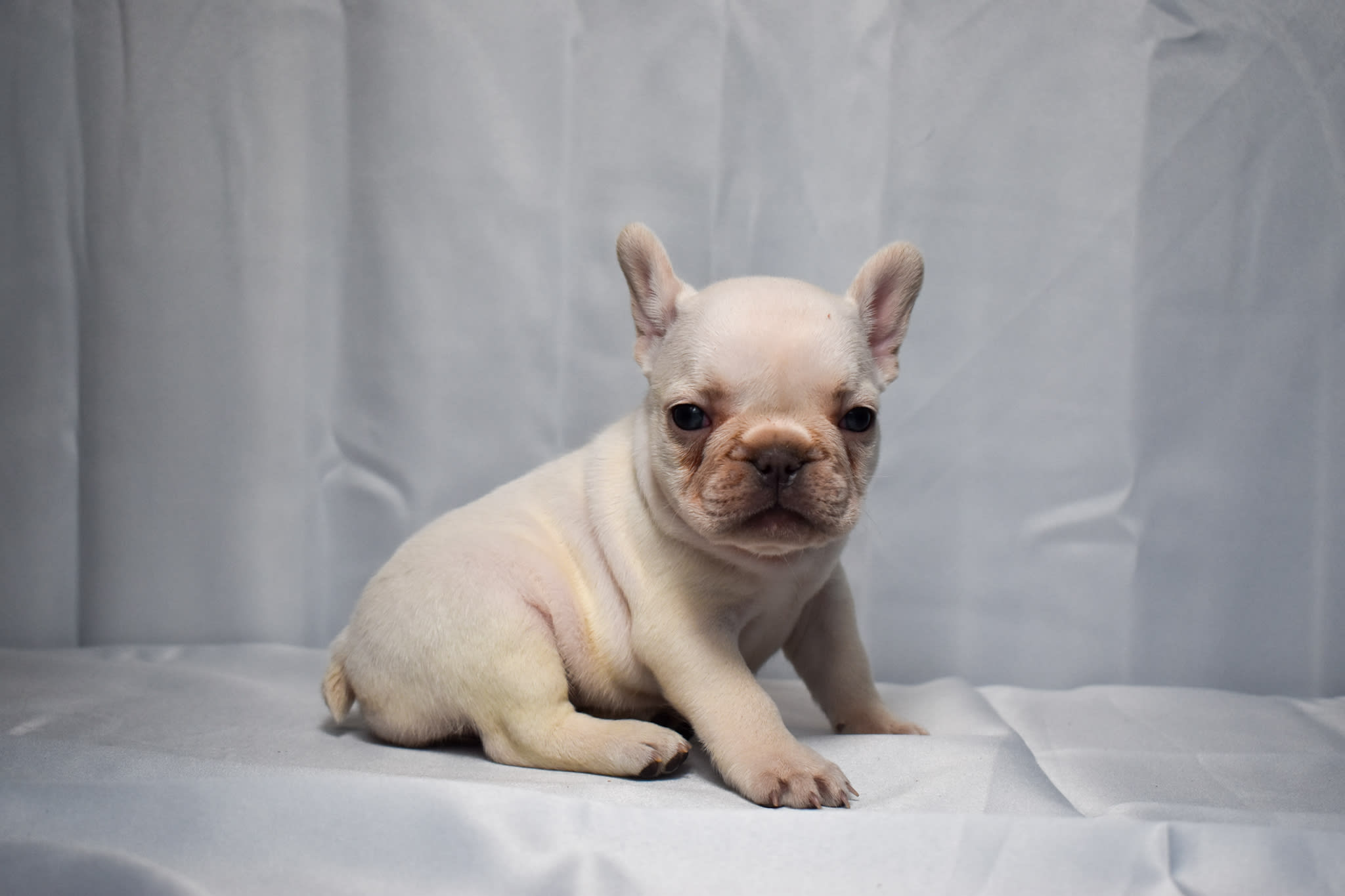Frenchie puppy