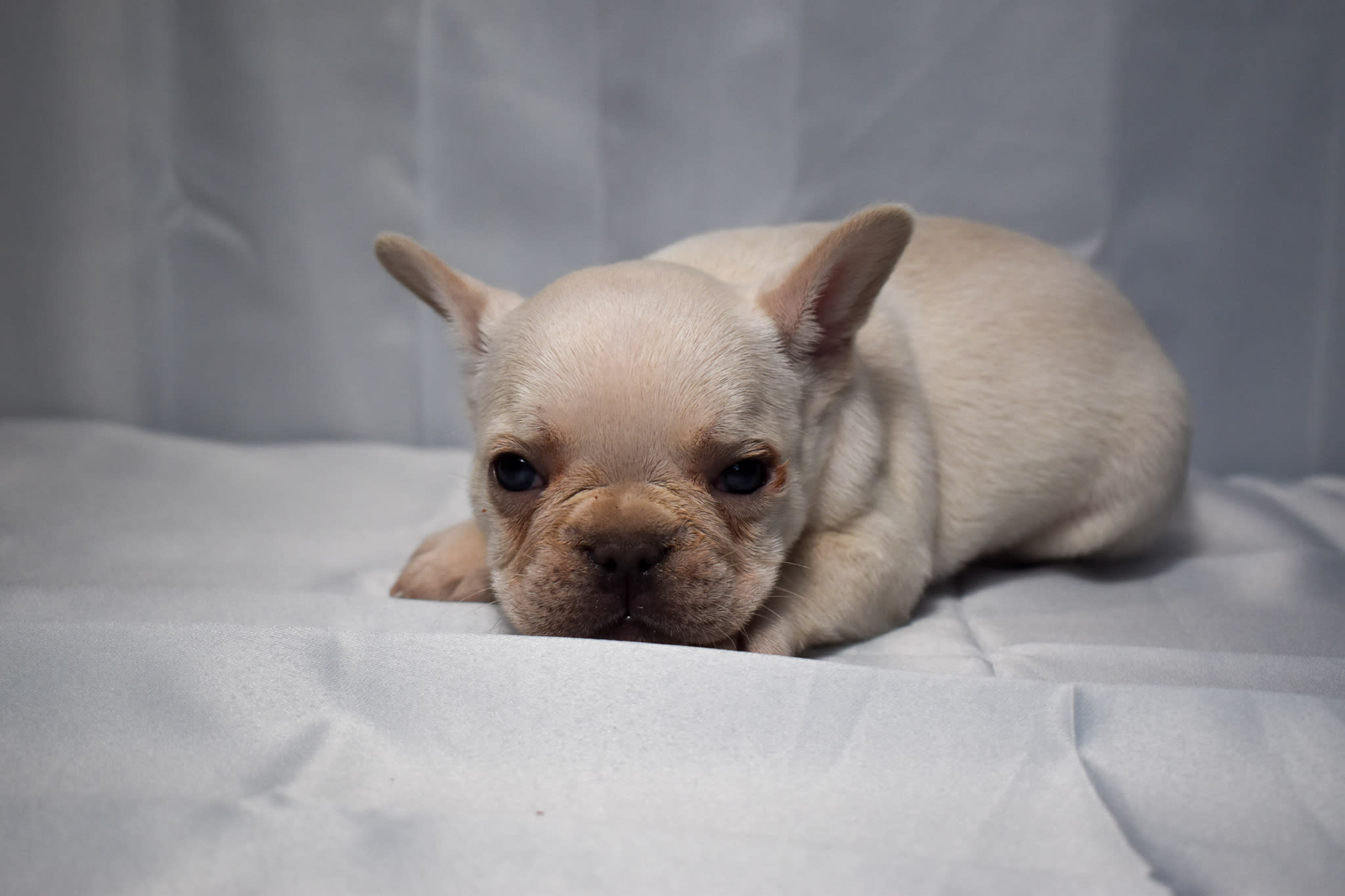 Frenchie puppy