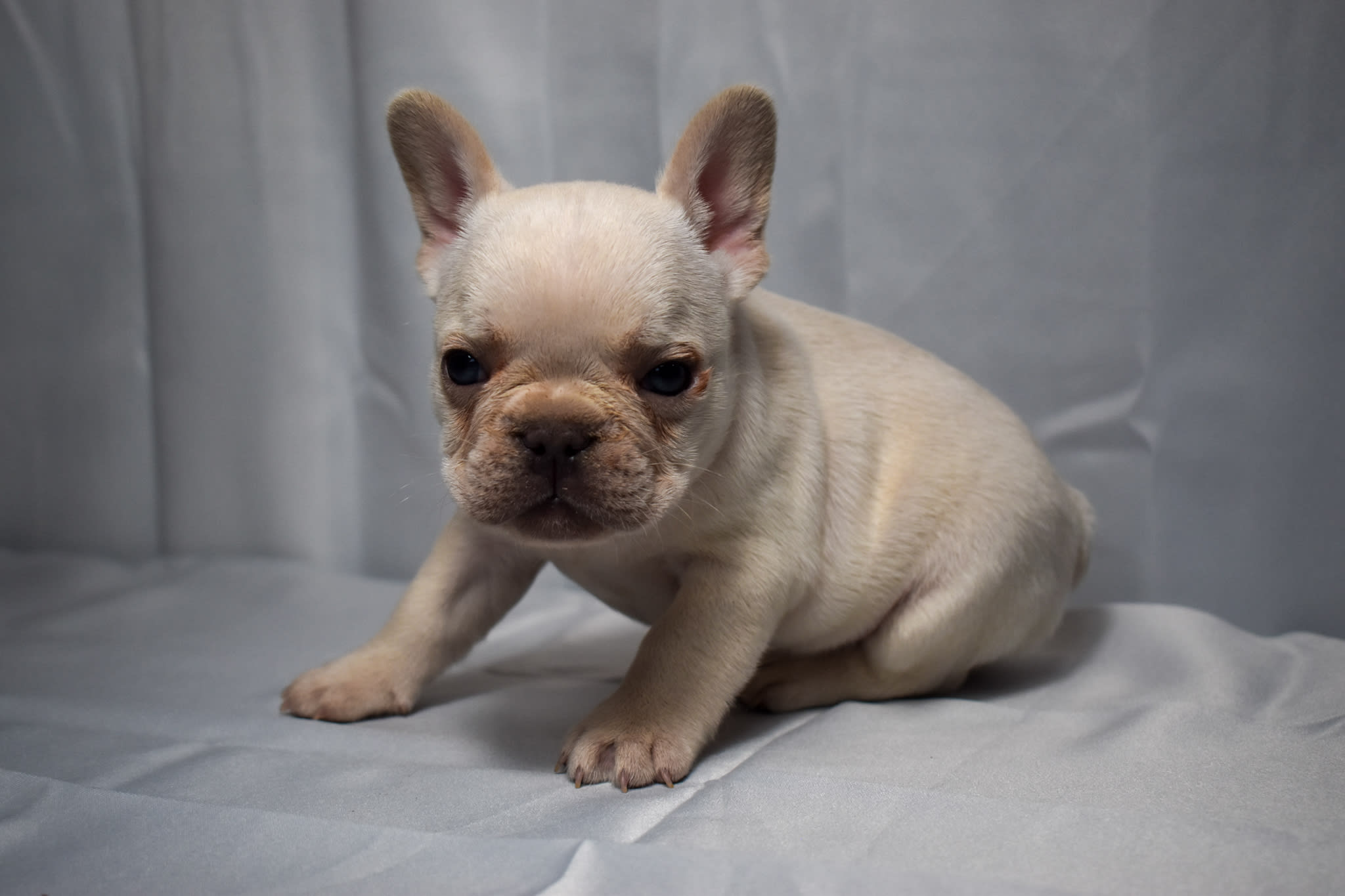 Frenchie puppy
