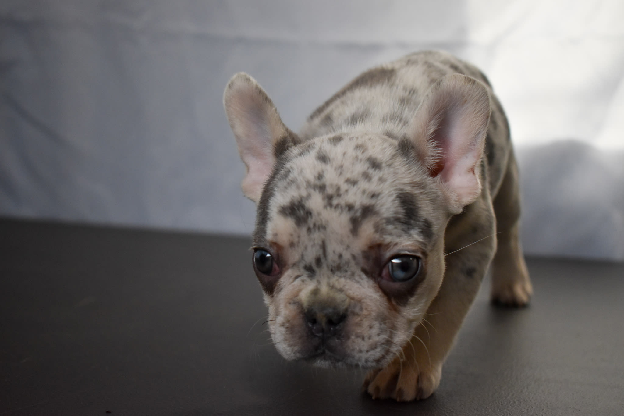 Frenchie puppy