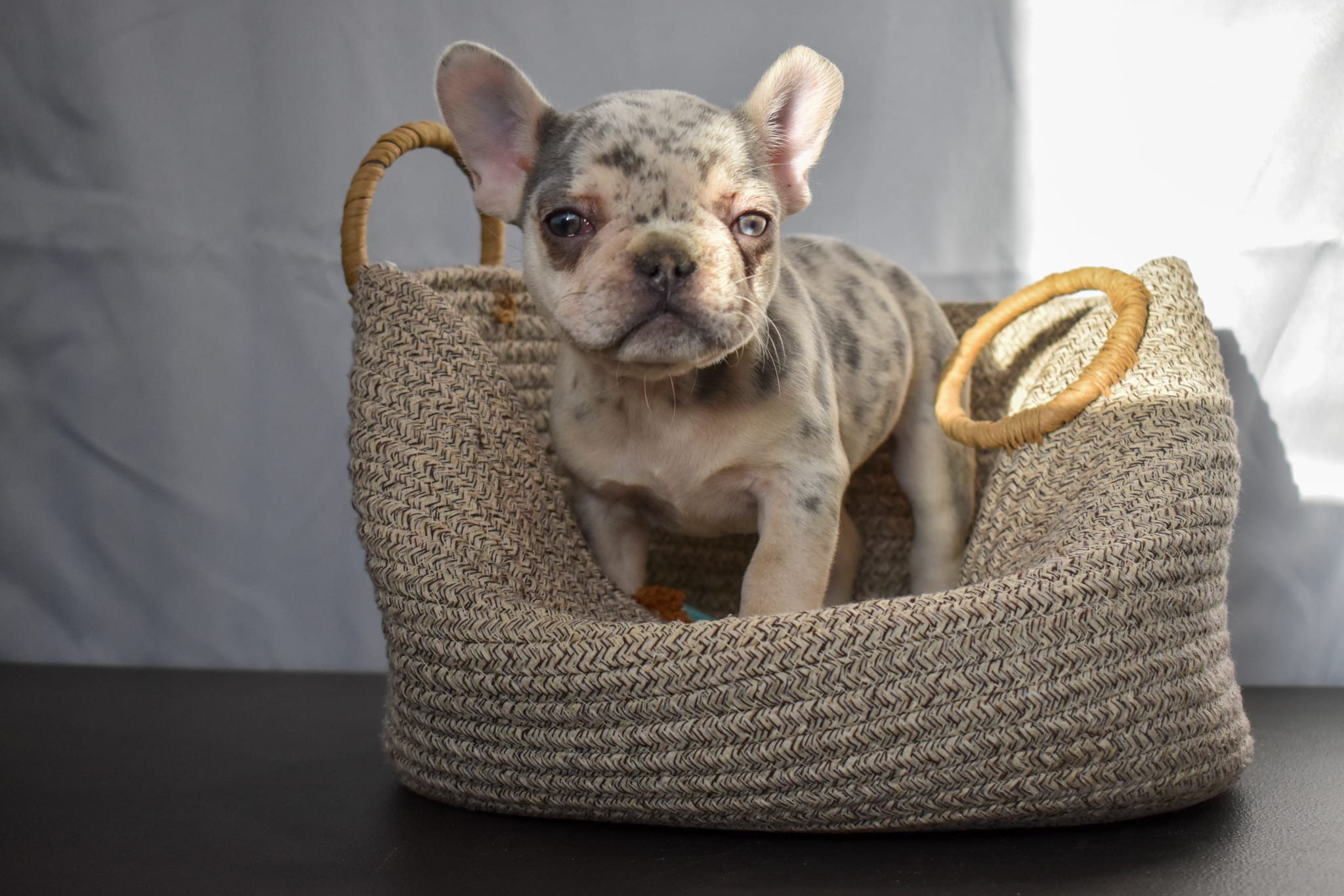 Frenchie puppy