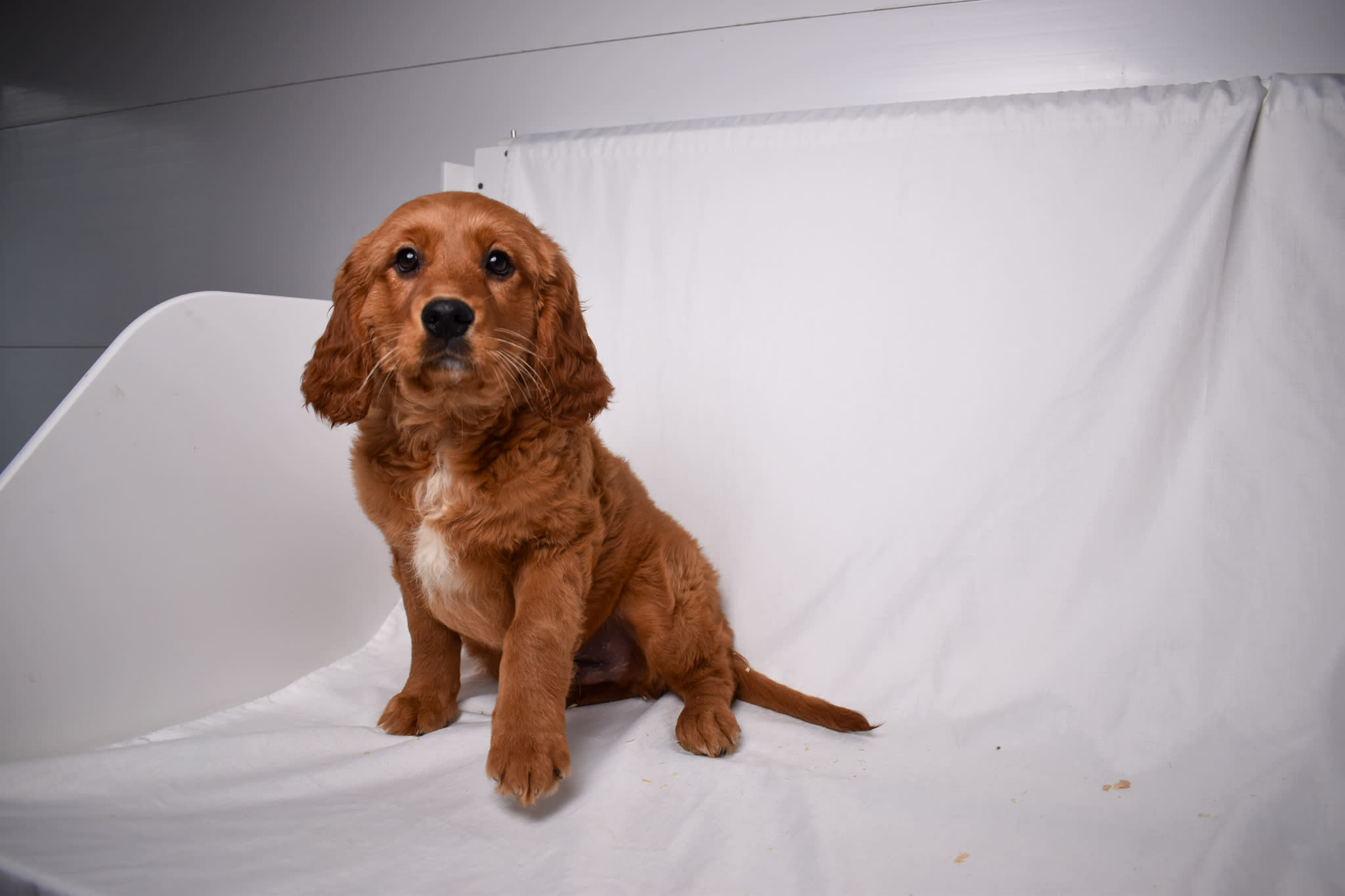 Mini Retriever puppy