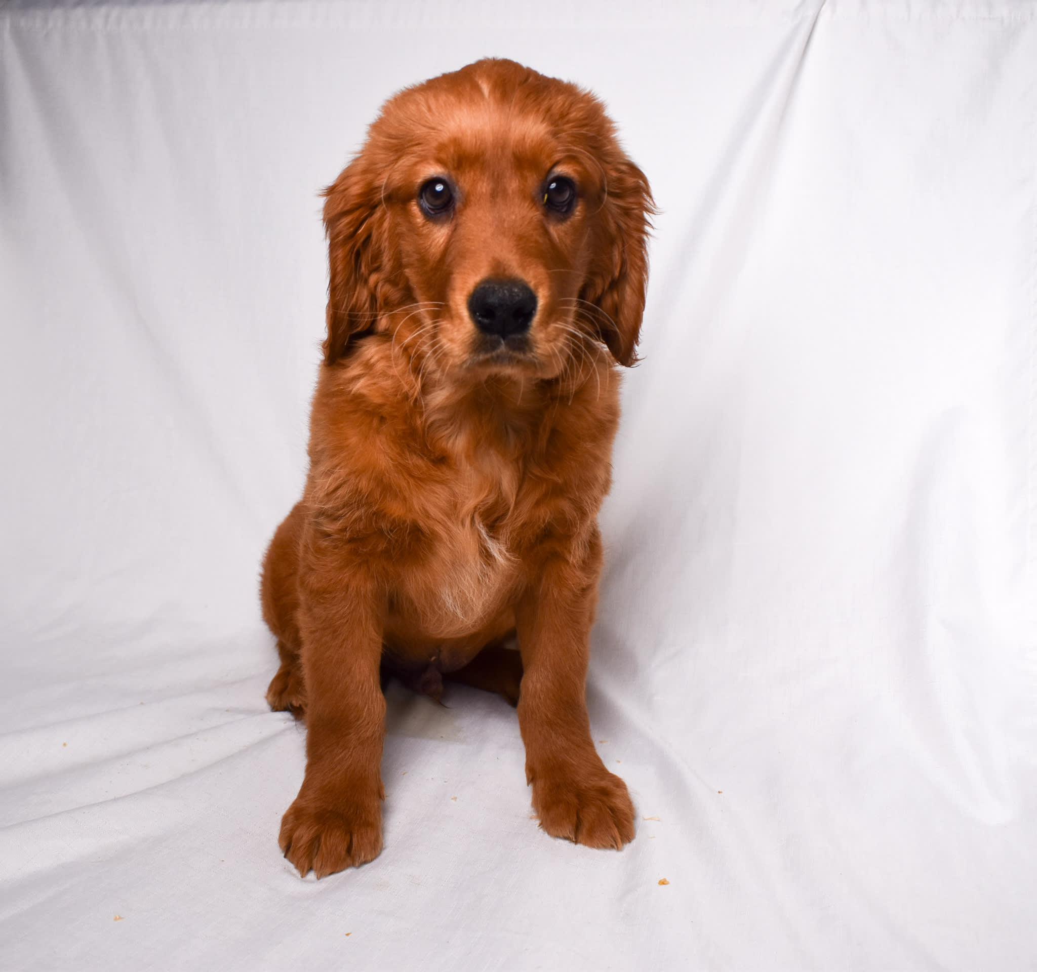 Mini Retriever puppy