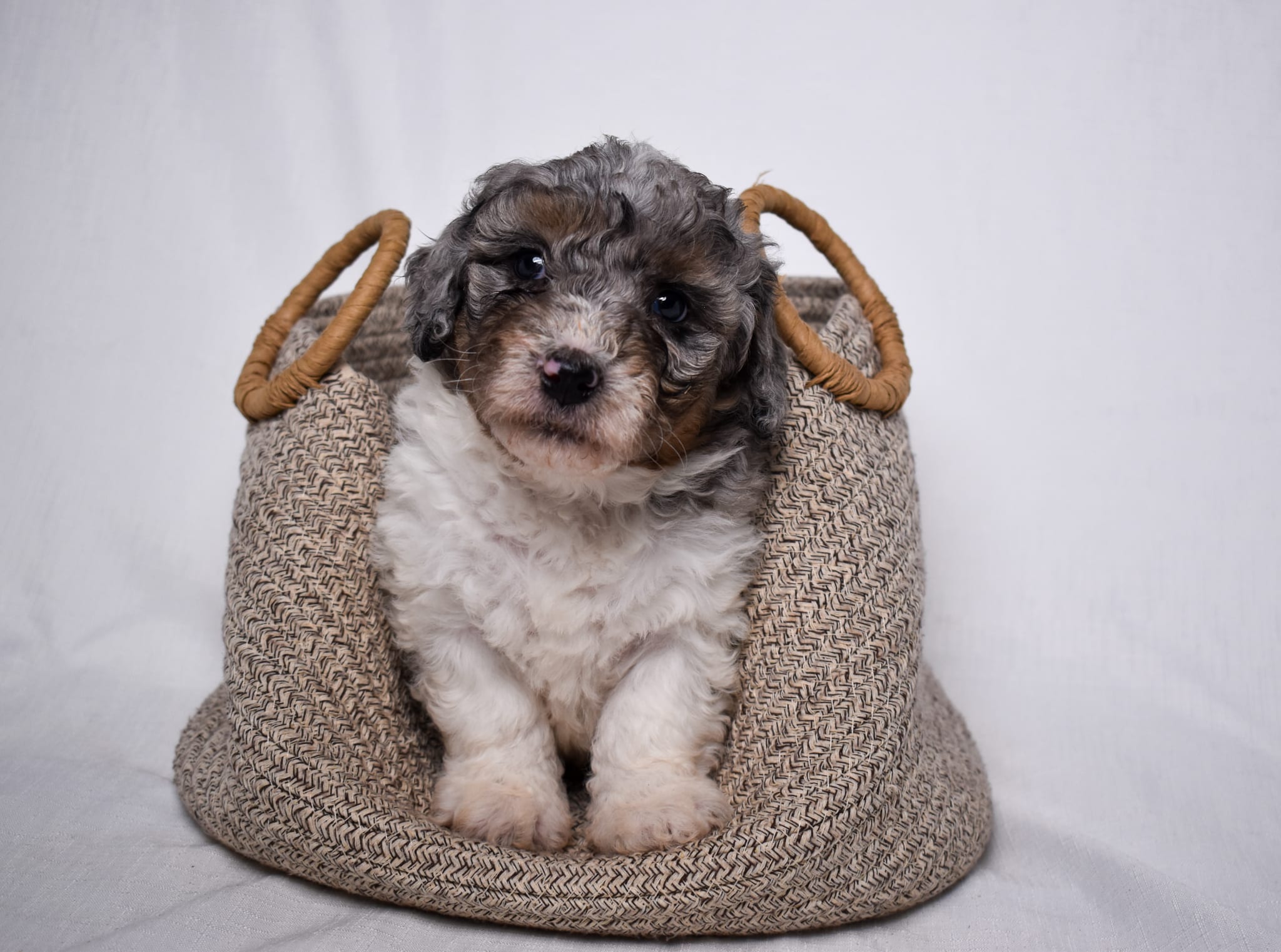 Mini Bernedoodle puppy