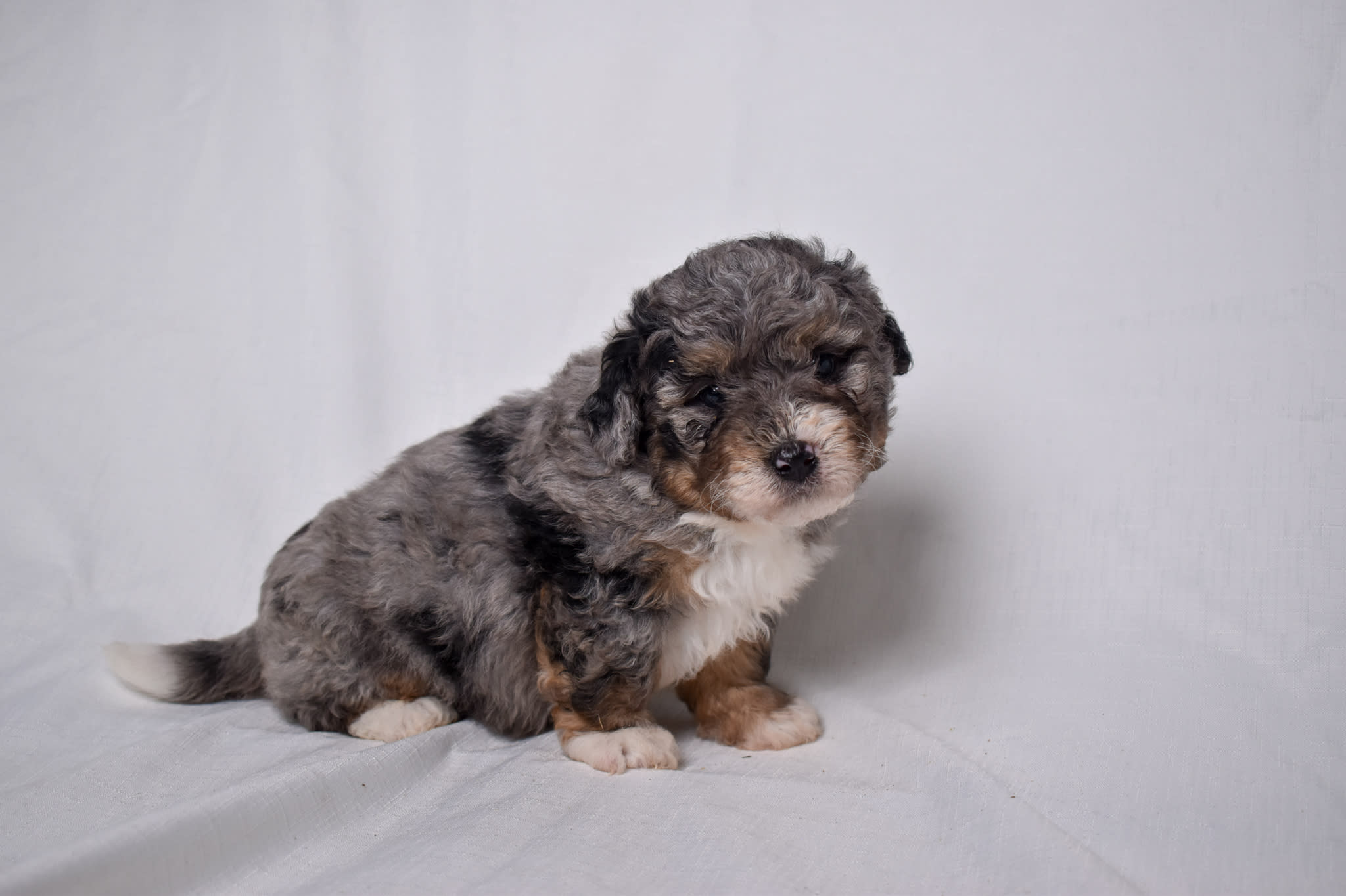 Mini Bernedoodle puppy
