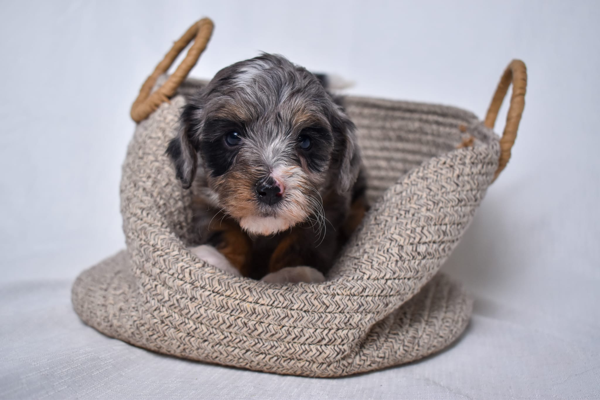 Mini Bernedoodle puppy