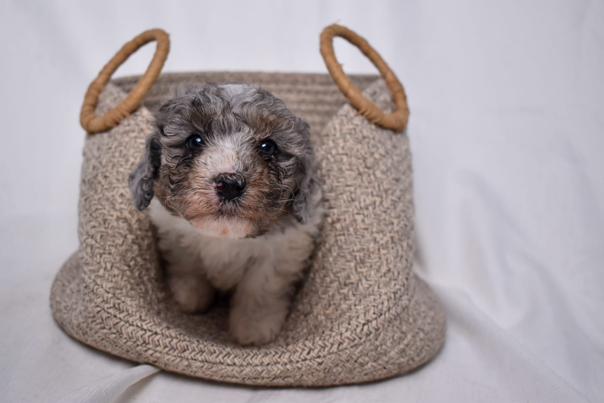 Mini Bernedoodle puppy