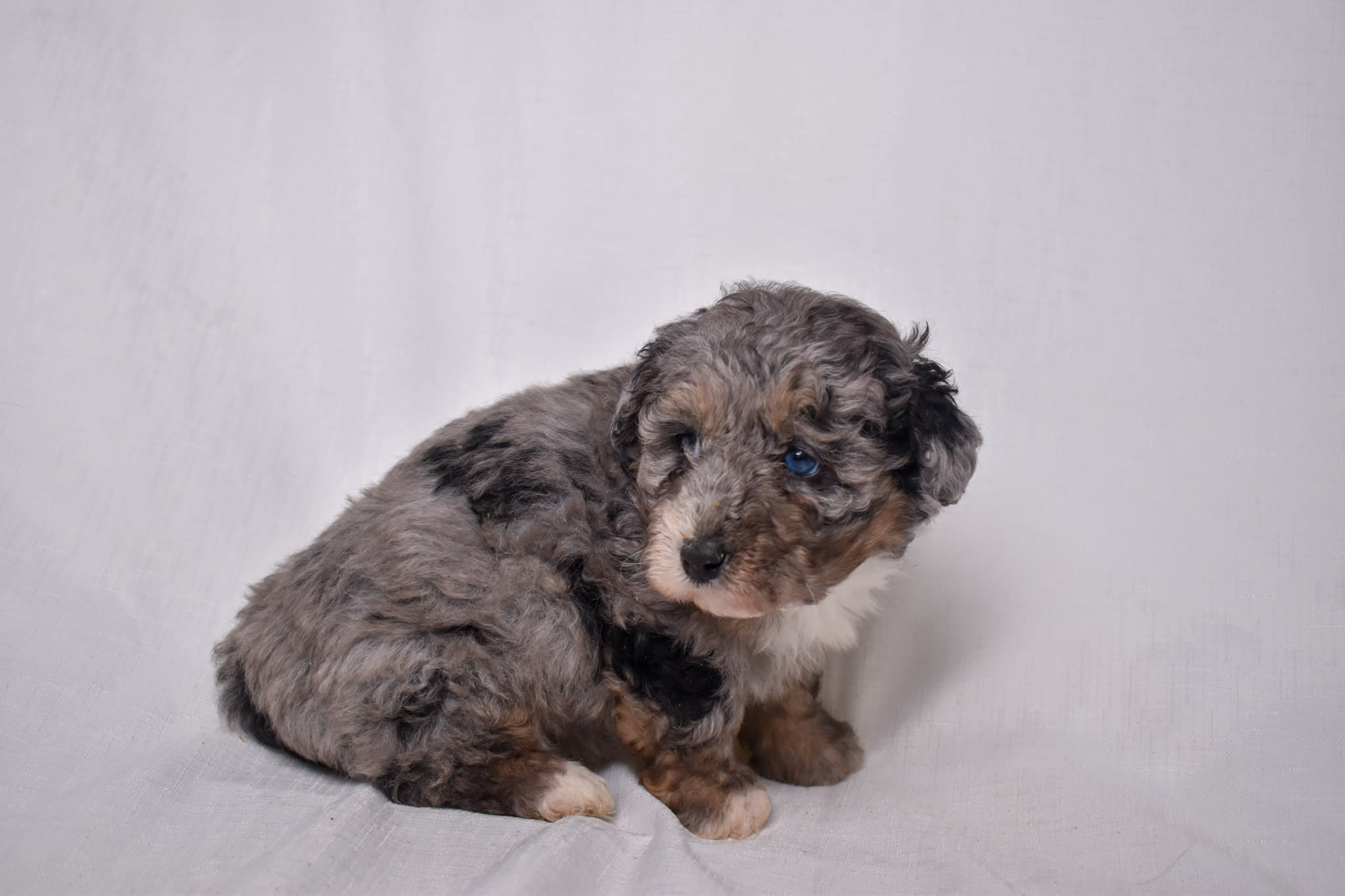 Mini Bernedoodle puppy