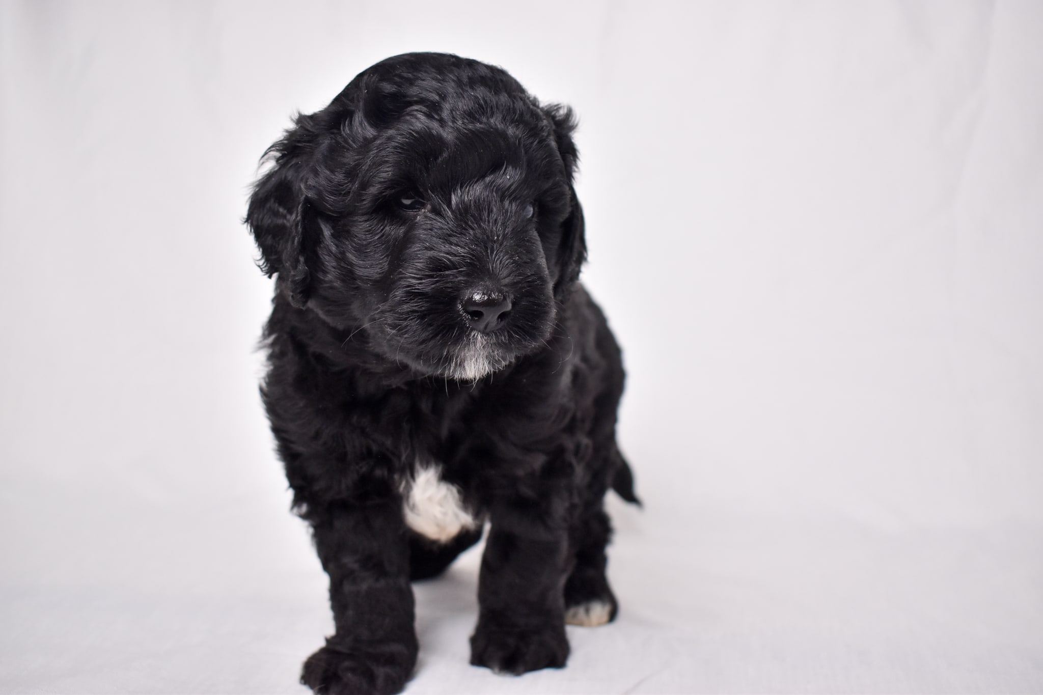 Mini Goldendoodle puppy