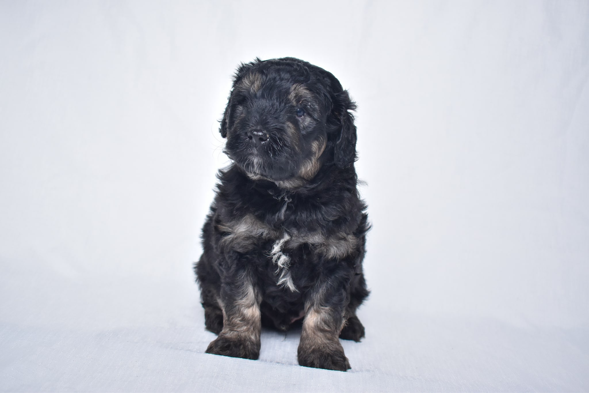 Mini Goldendoodle puppy