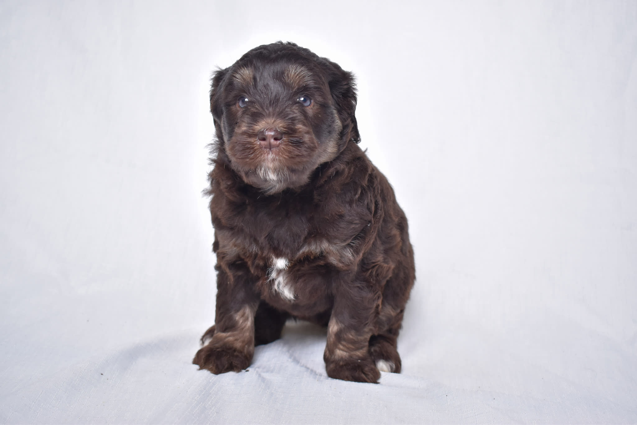 Mini Goldendoodle puppy