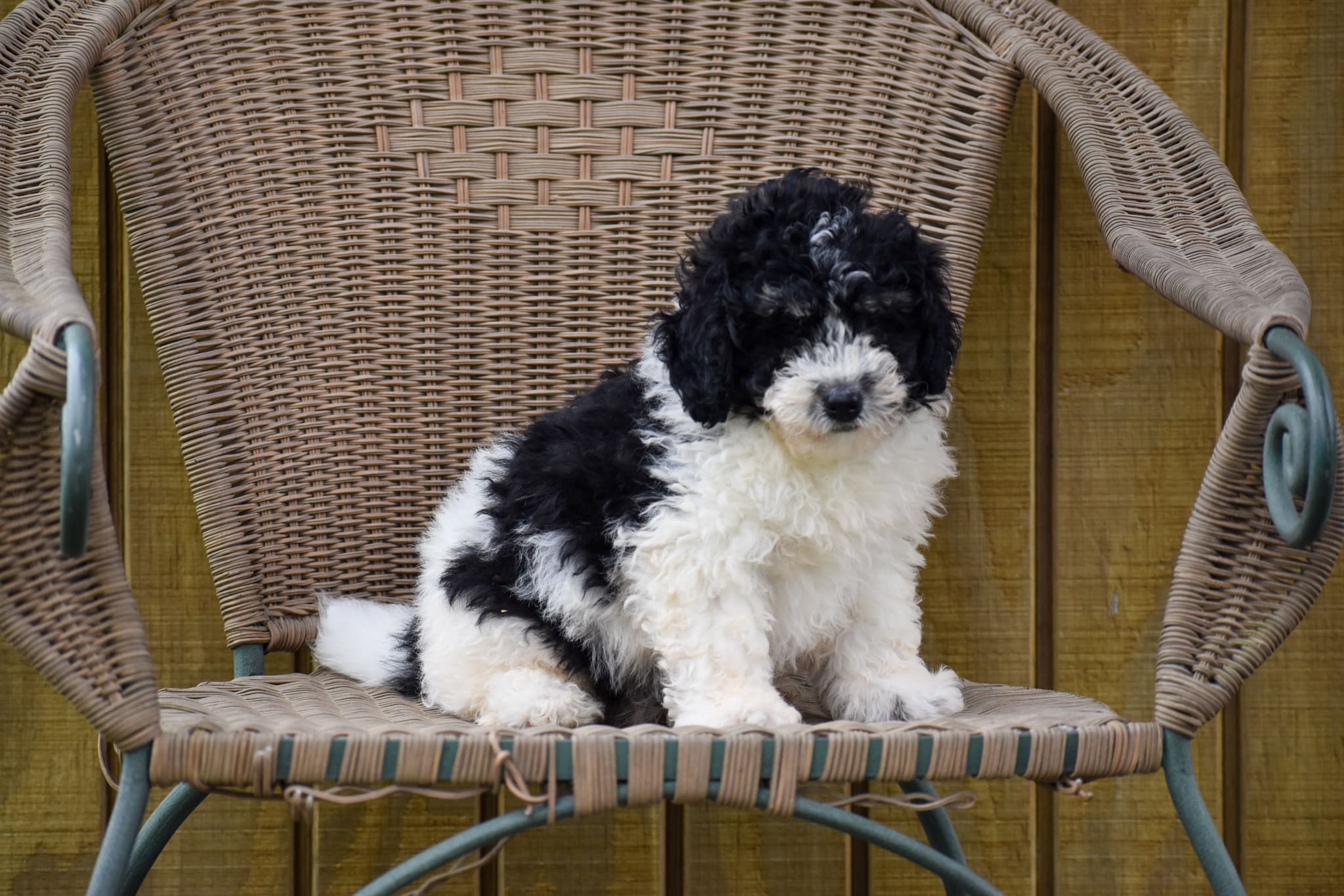 Mini Bernedoodle puppy