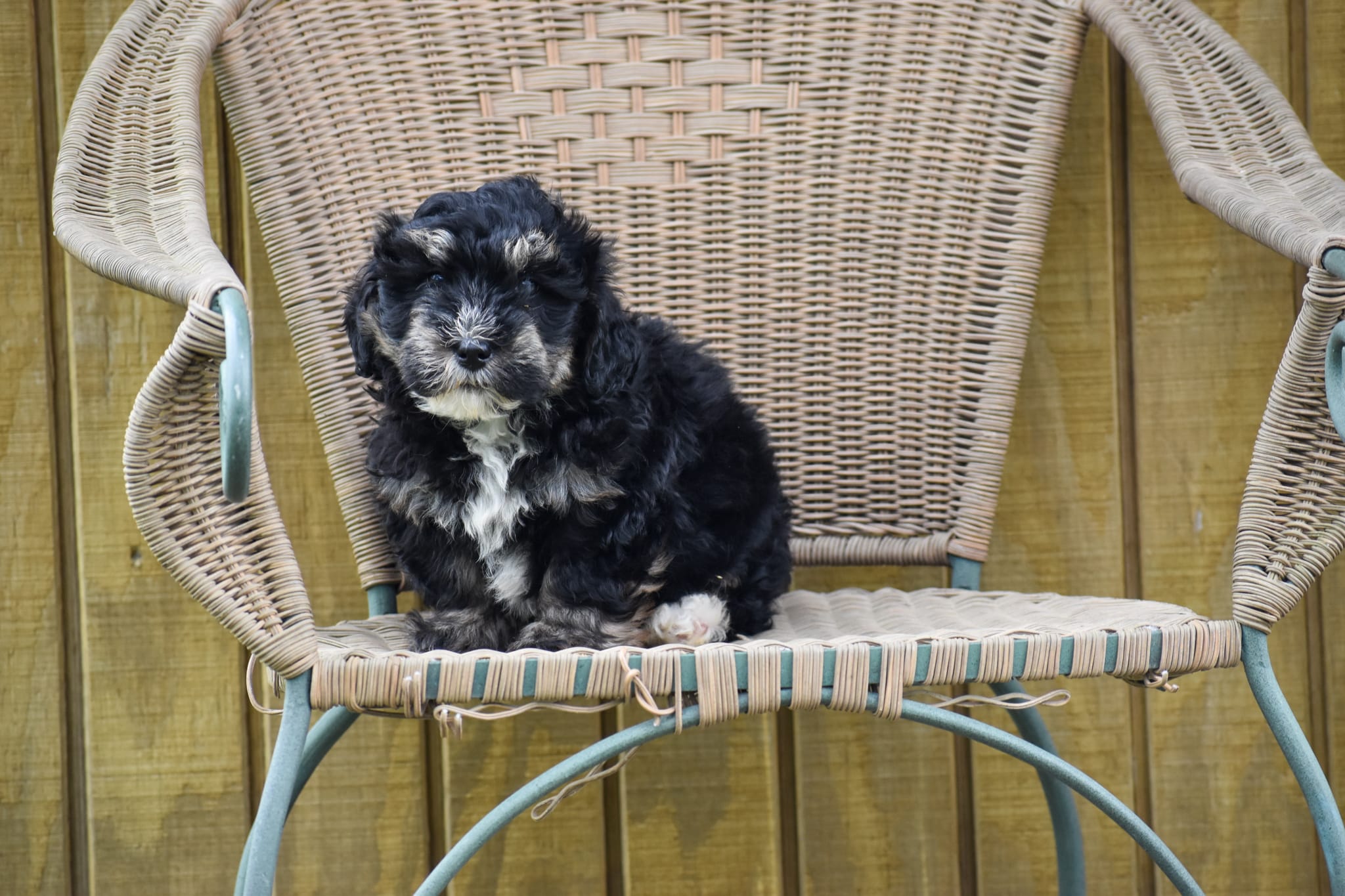 Mini Bernedoodle puppy