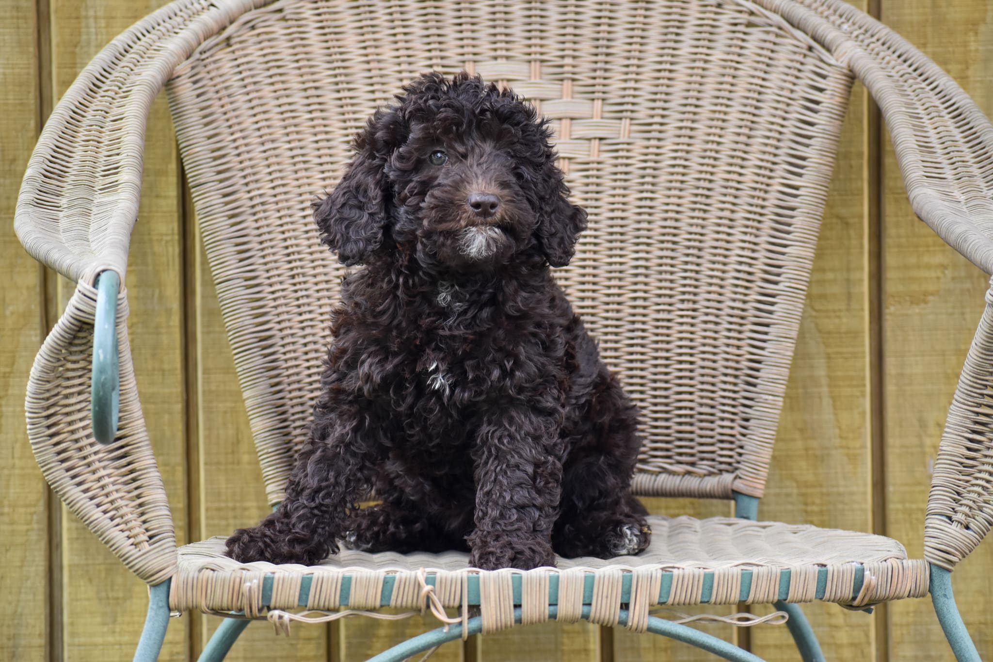 Mini Goldendoodle puppy