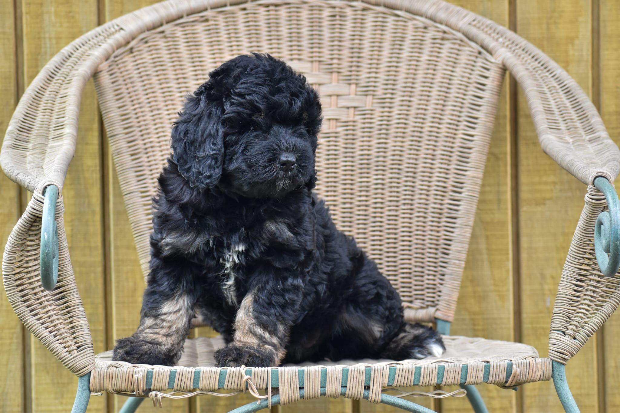 Mini Goldendoodle puppy