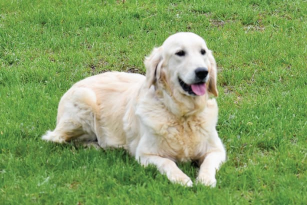 Golden Retriever female