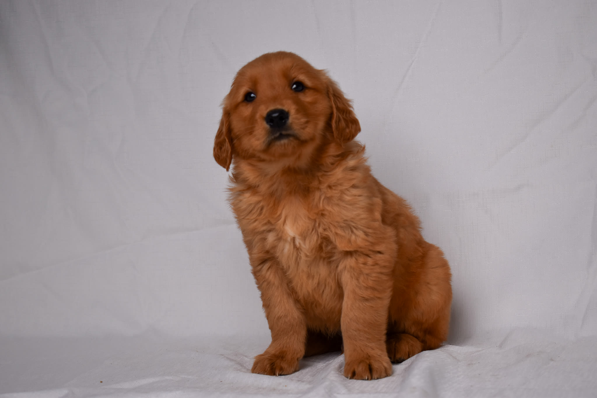 Golden Retriever puppy