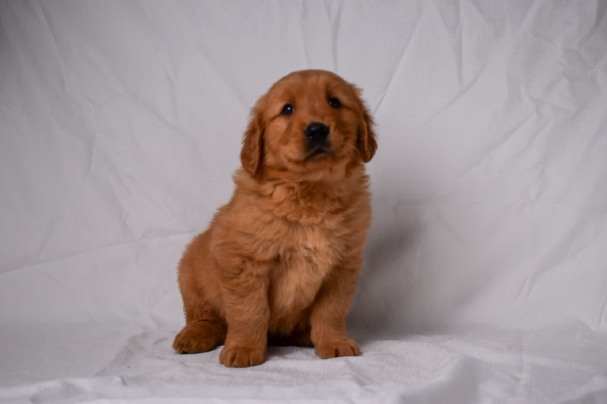 Golden Retriever puppy