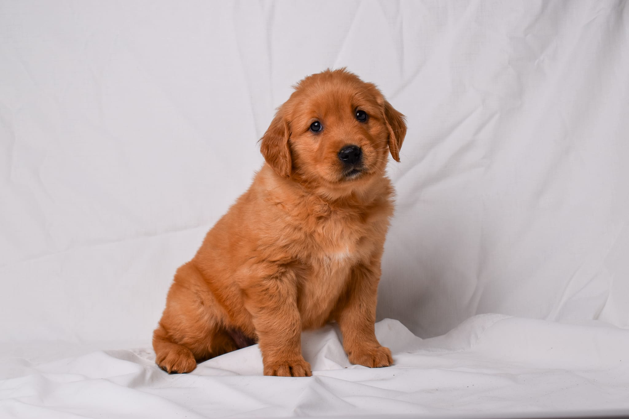 Golden Retriever puppy