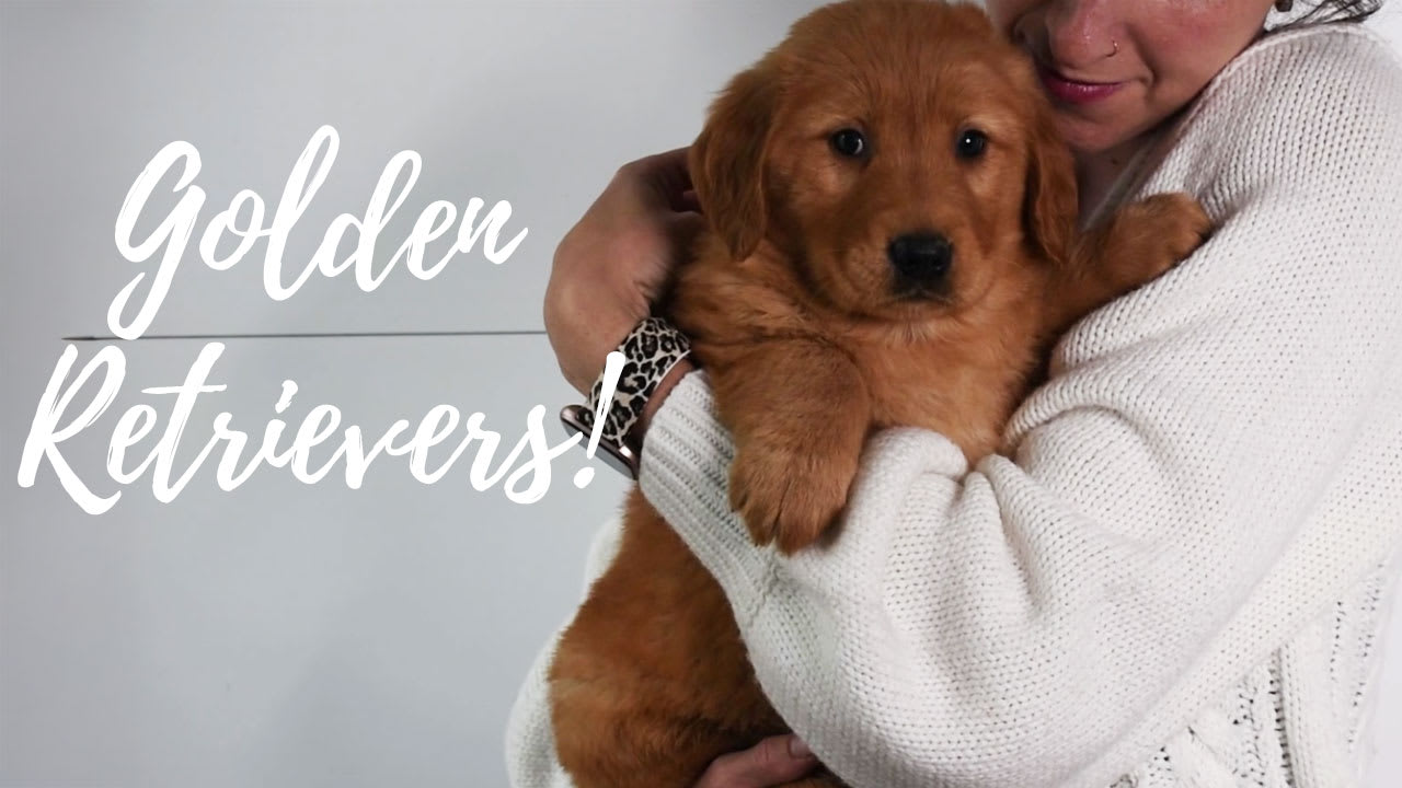 A group of Golden Retriever puppies