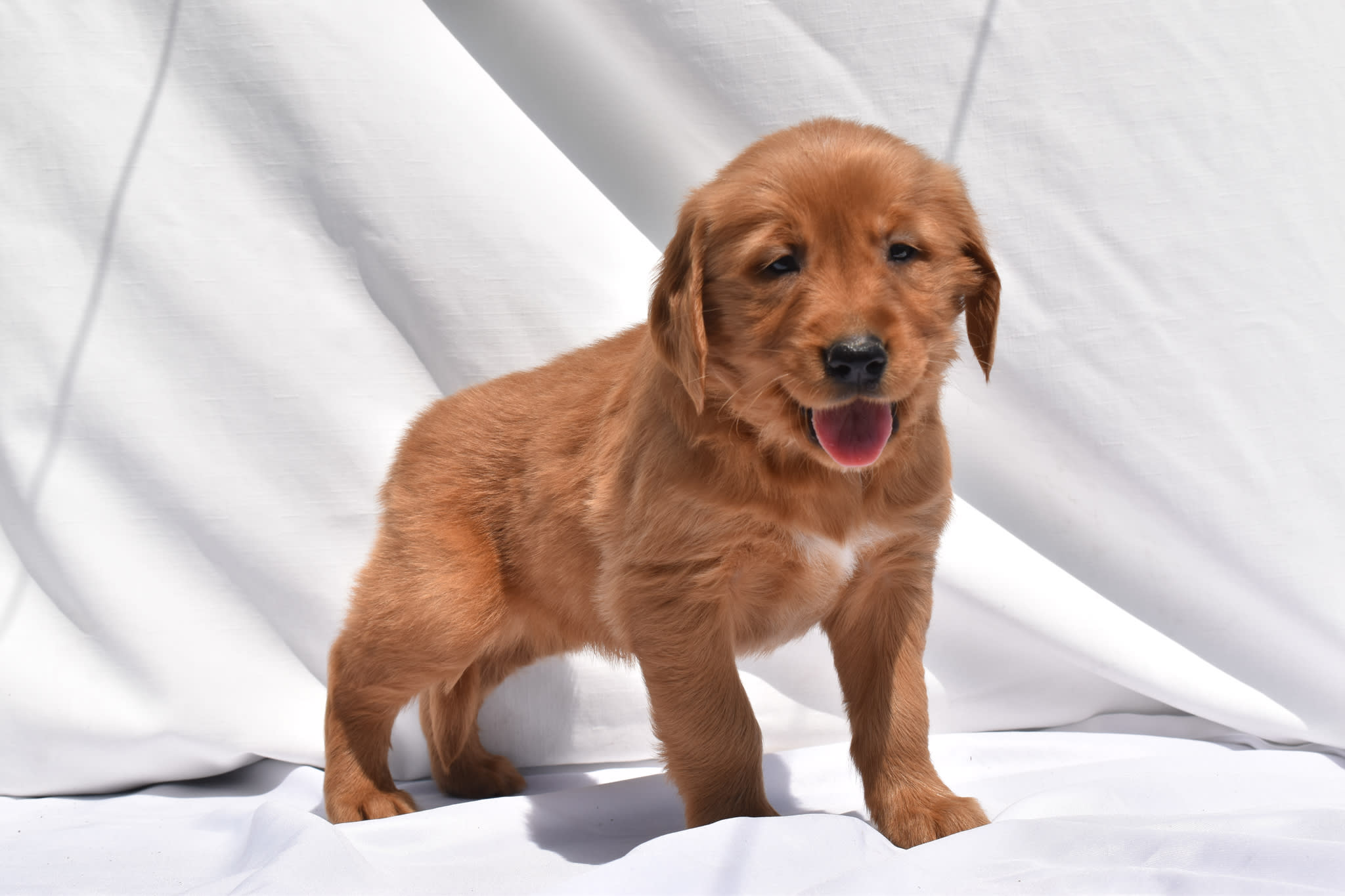 Golden Retriever puppy